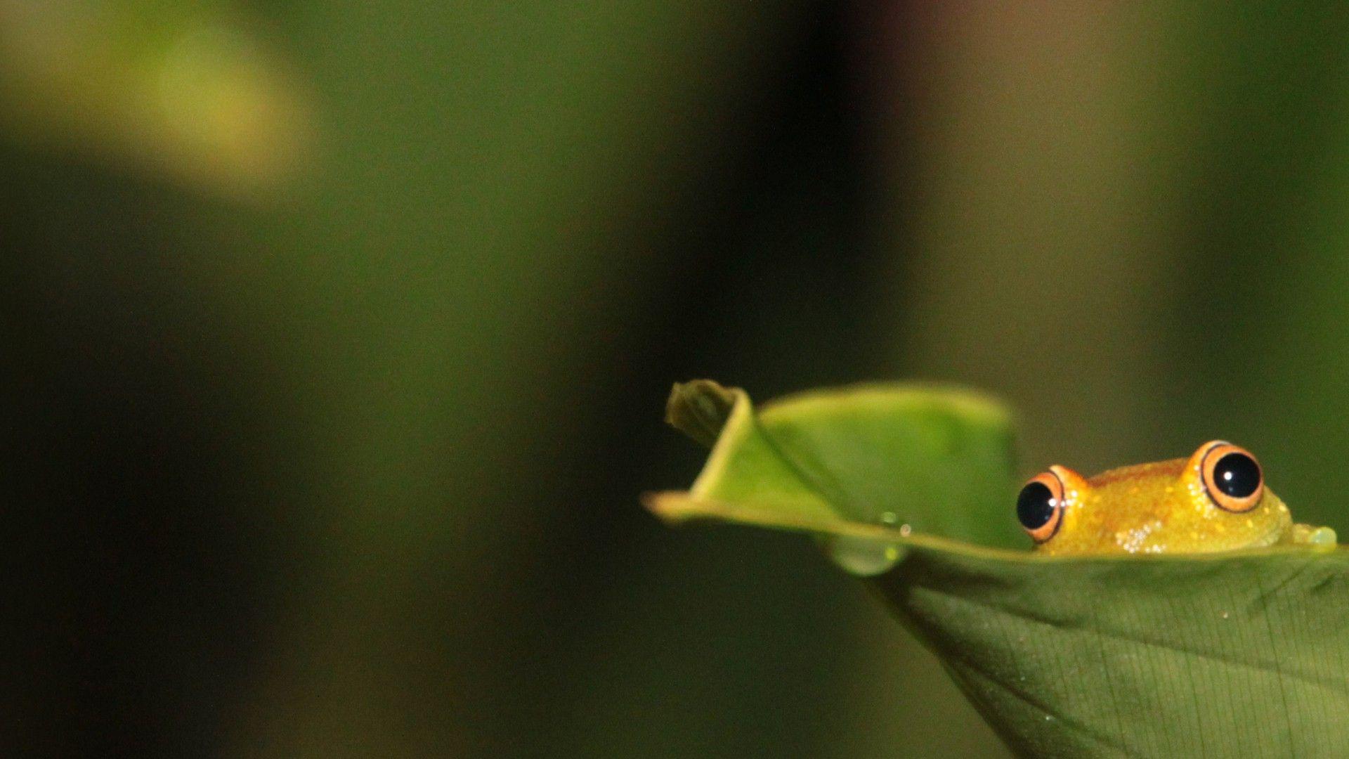 Frog hiding on leaf desktop PC and Mac wallpaper