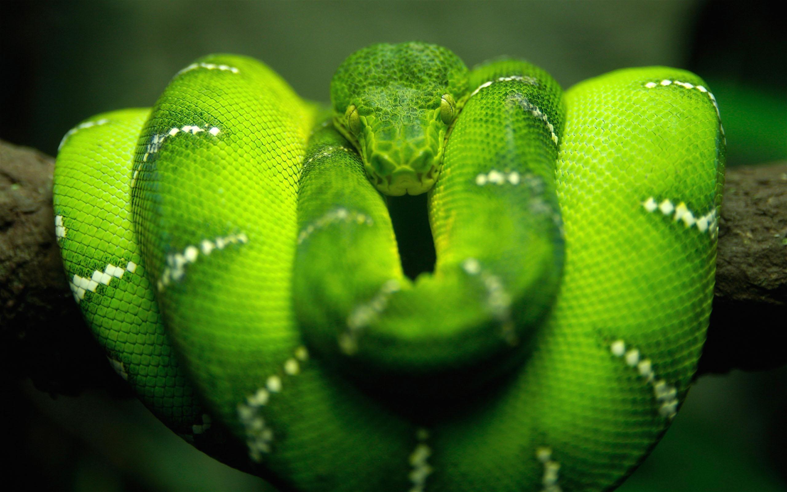 green anaconda wallpaper Search Engine
