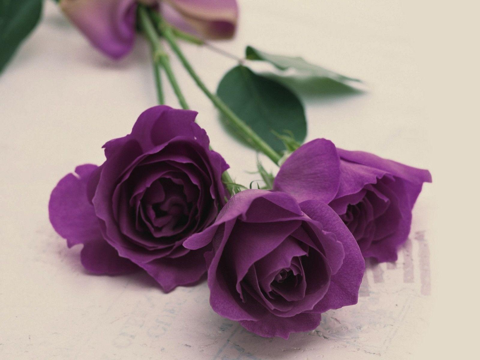 Wallpaper For > Purple Rose Wallpaper Download