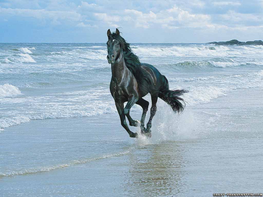 Horse Beach HD Wallpaper