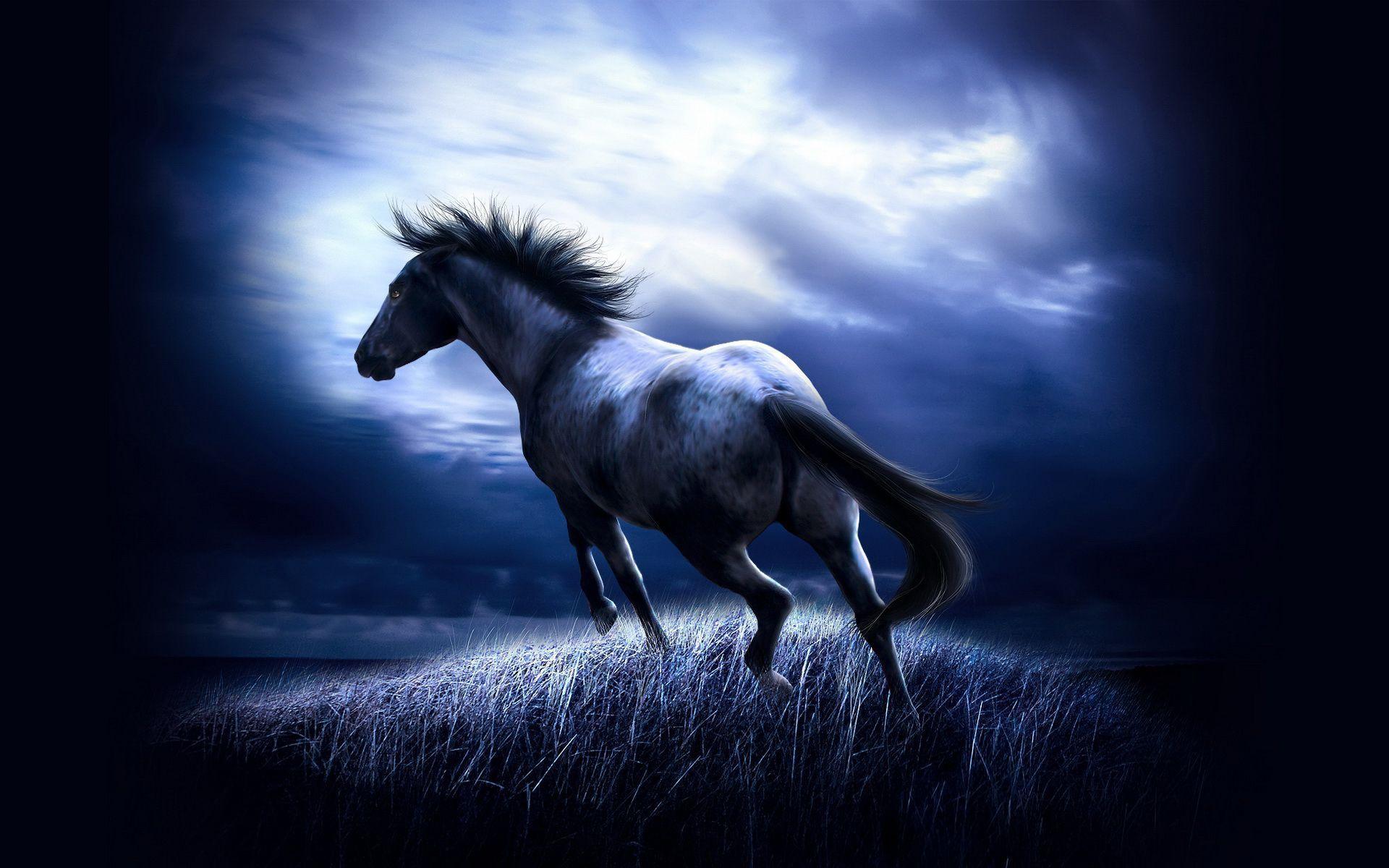 Black Horse Wallpaper High Resolution