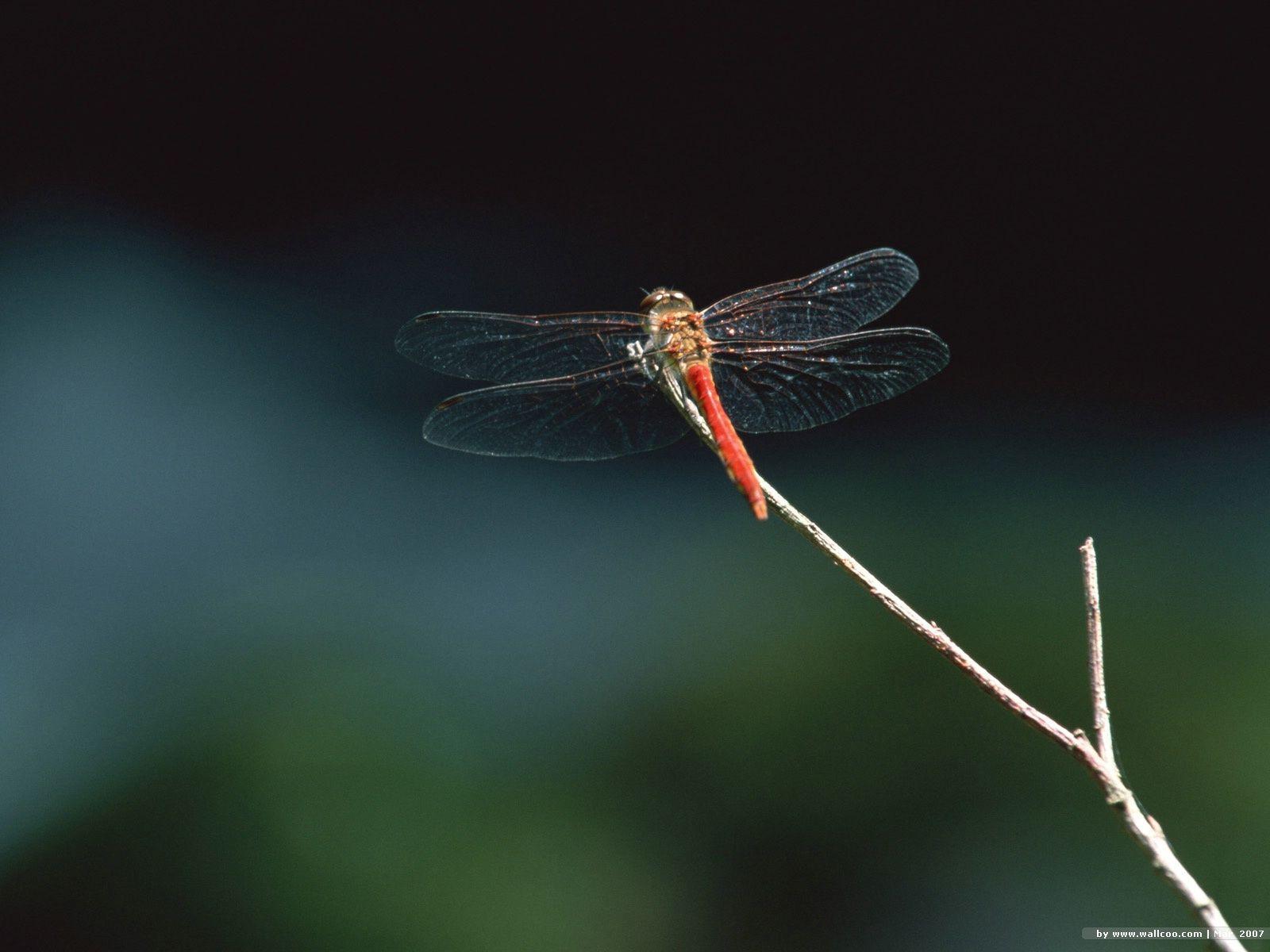 Animals For > Purple Dragonfly Wallpaper