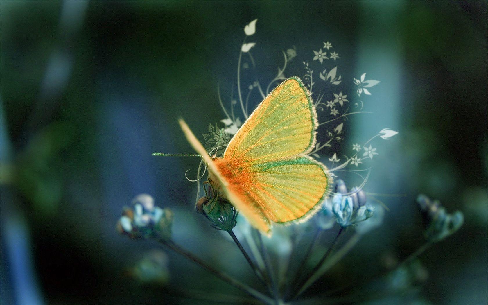 Butterfly Beautiful Wallpaper Hd 1024×783
