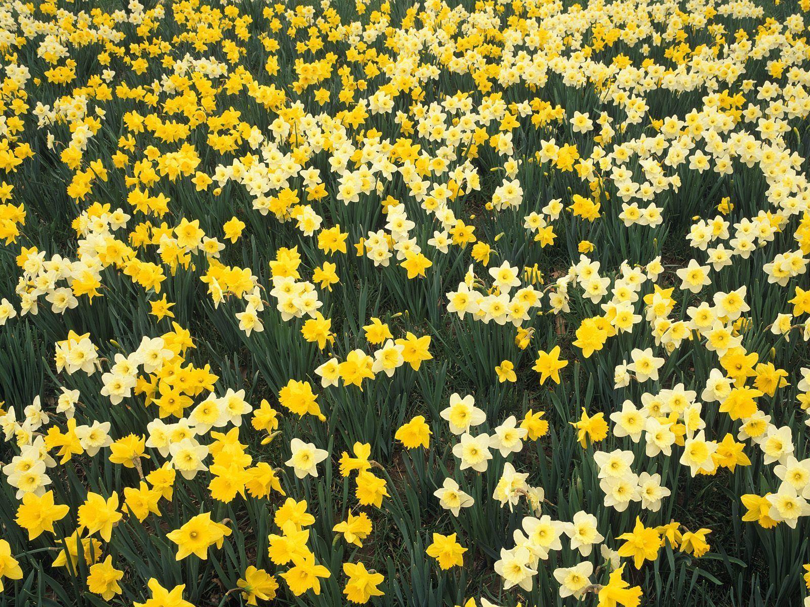 Hillside of Daffodils Louisville Kentucky Photography