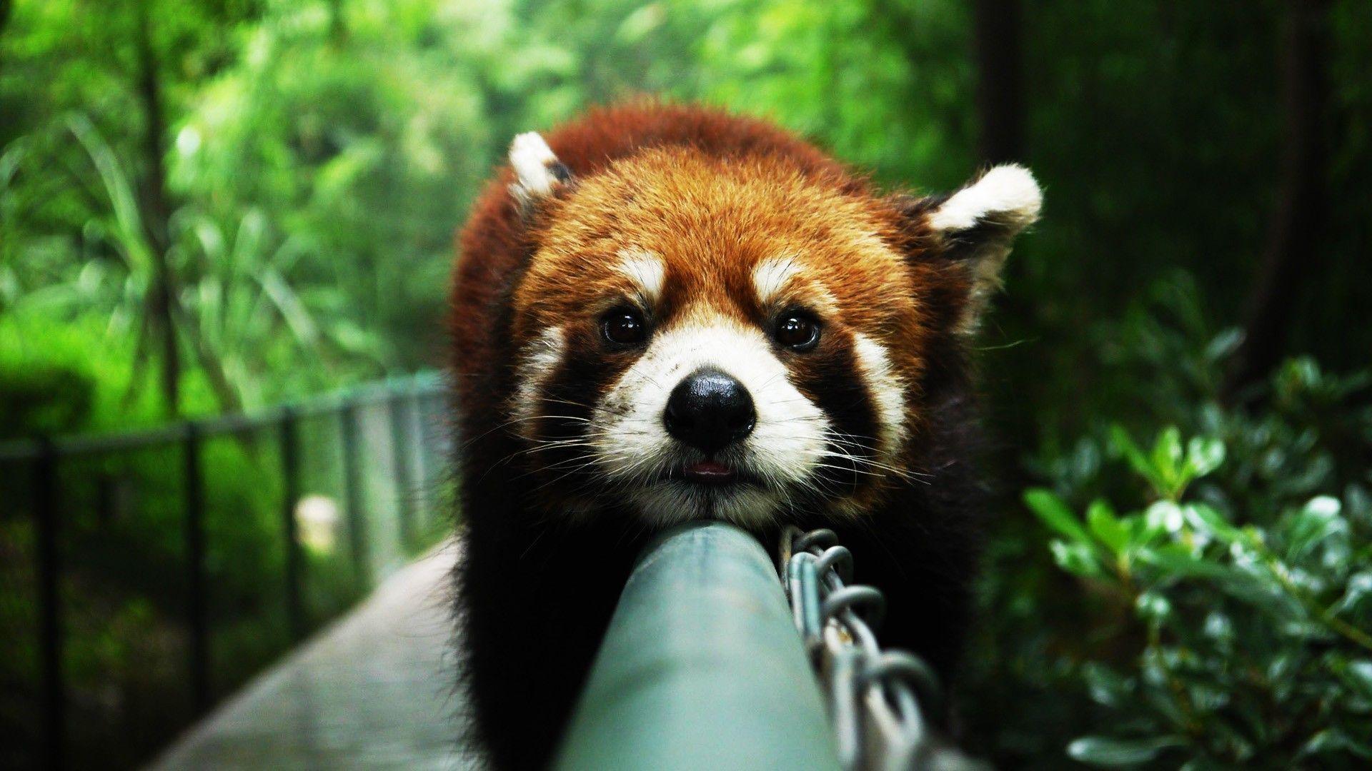 Red Panda  Backgrounds  Wallpaper  Cave