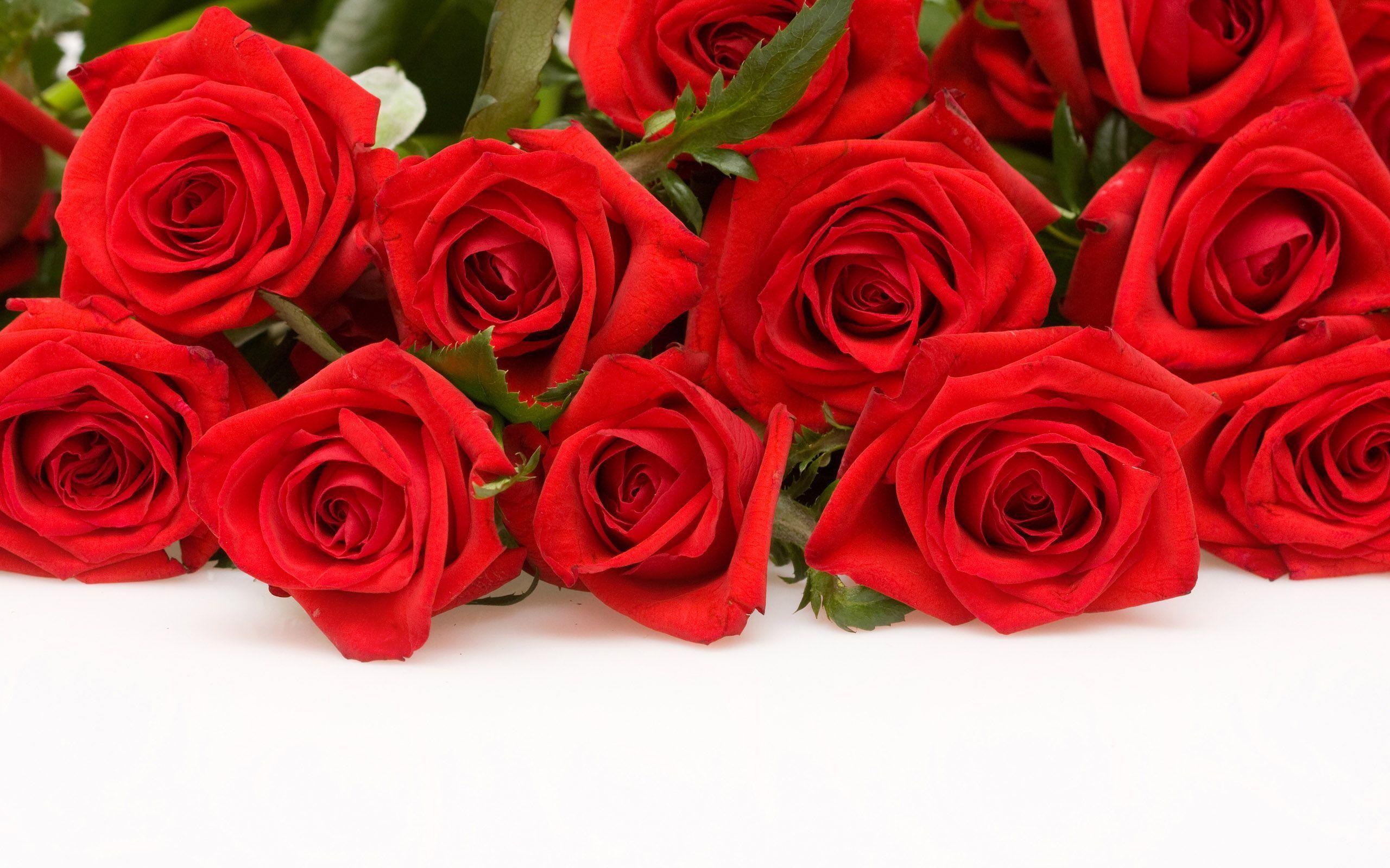 Wallpaper For > Wallpaper Of Red Roses Petals