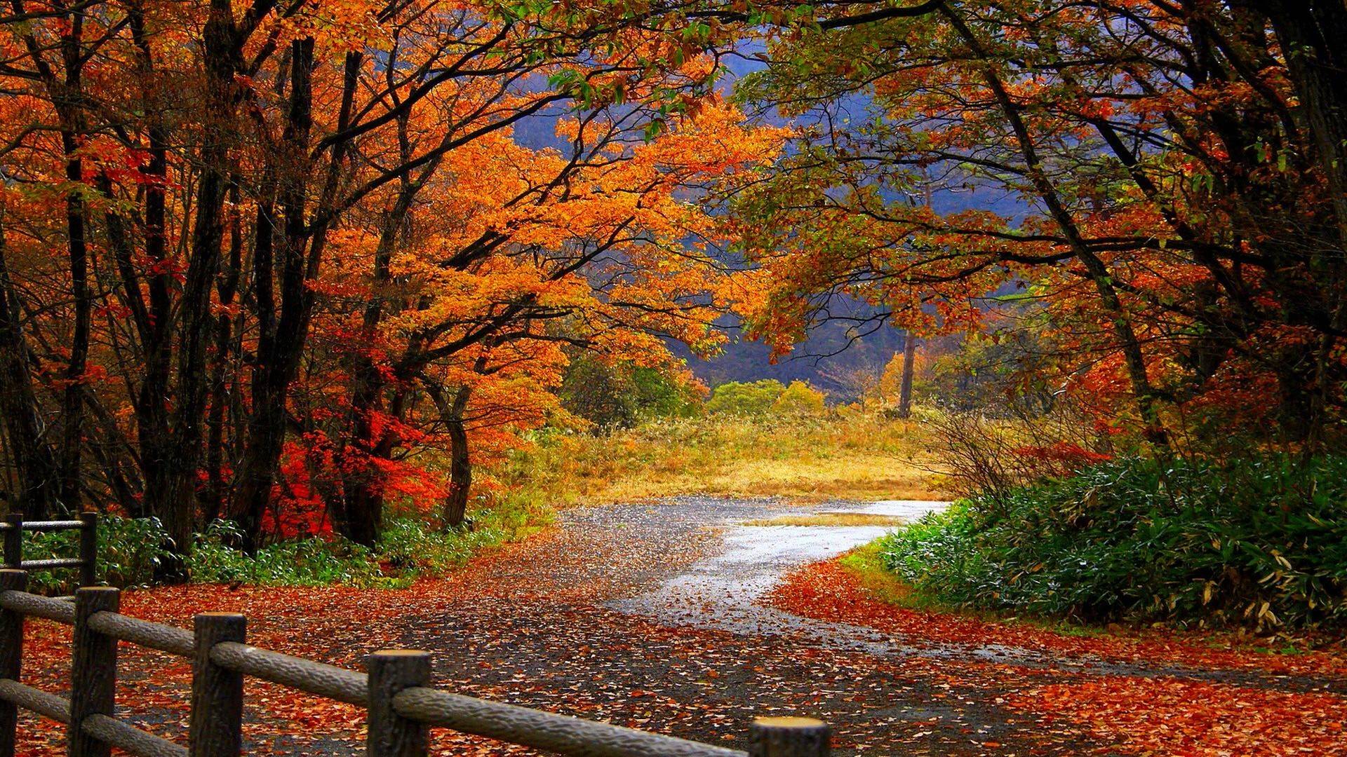 Landscapes nature trees roads forests autumn fall seasons colors