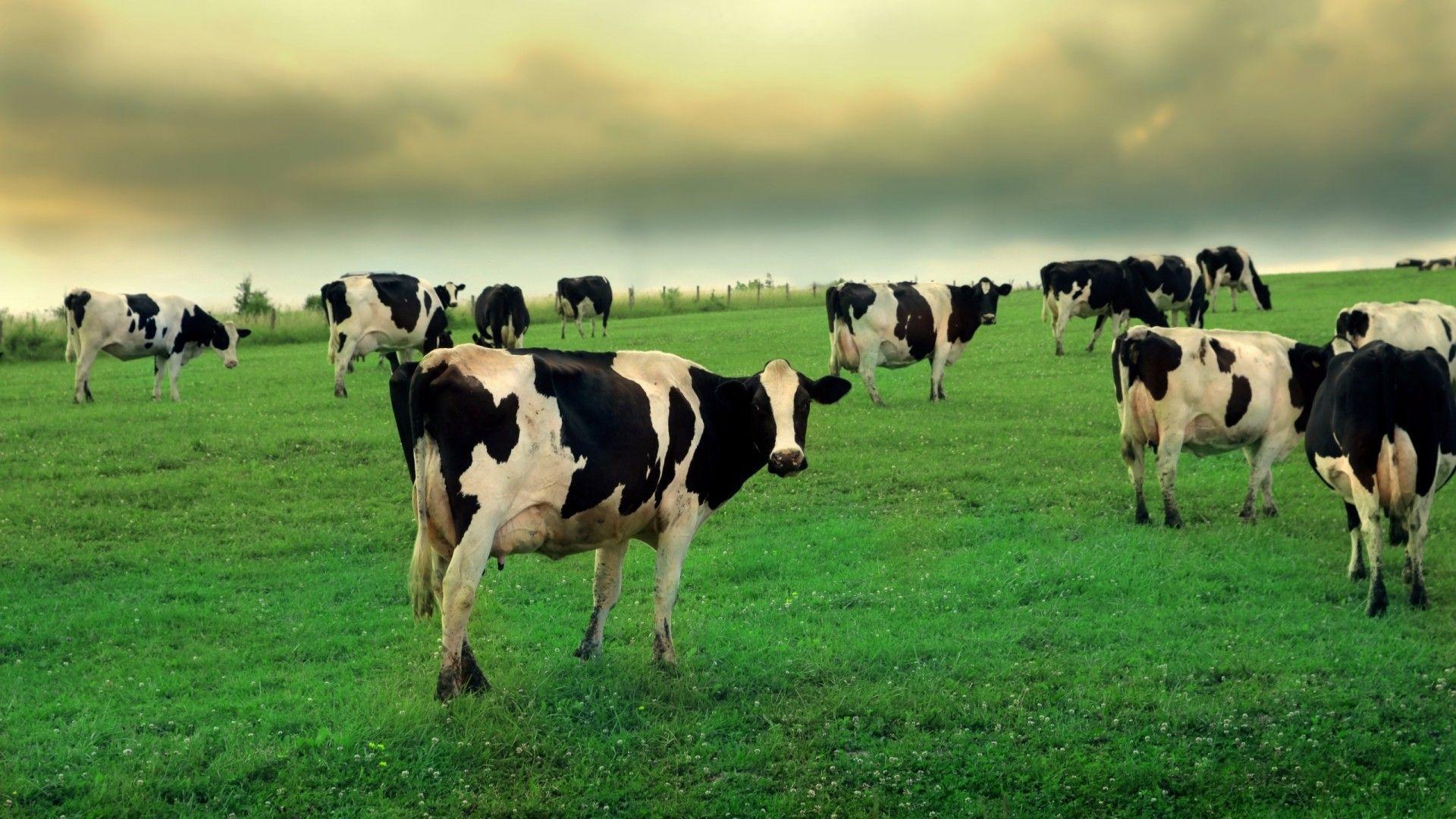 cow herd grass grazing Wallpapers 1920x1080