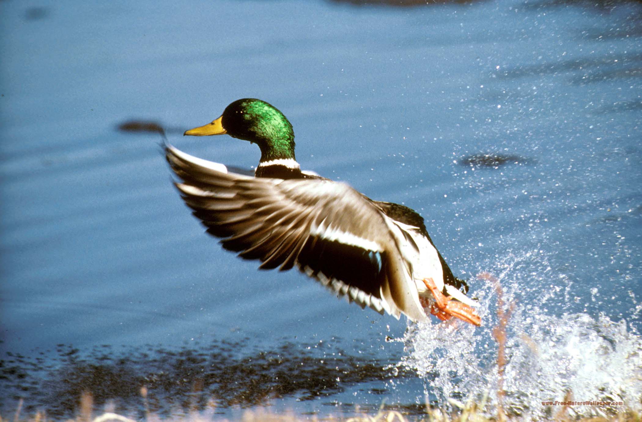 Mallard Take Off Image. Duck Nature Picture. Public Domain Image