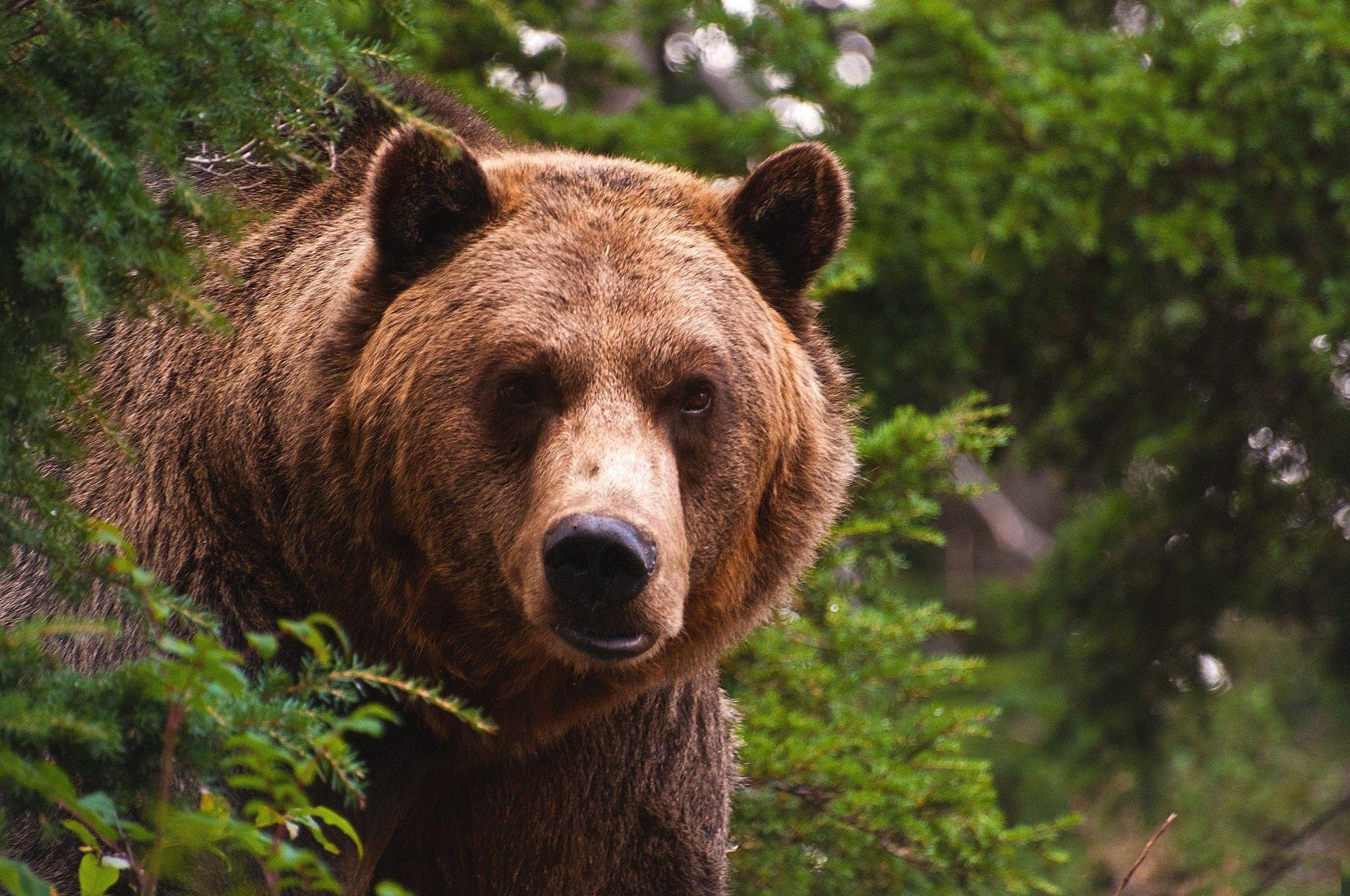 750 Grizzlyb r Bilder Hq 300 Kostenlose Grizzly Und B r Bilder NNKHC 750 Grizzlyb r Bilder Hq 300 Kostenlose Grizzly Und B r Bilder NNKHC
