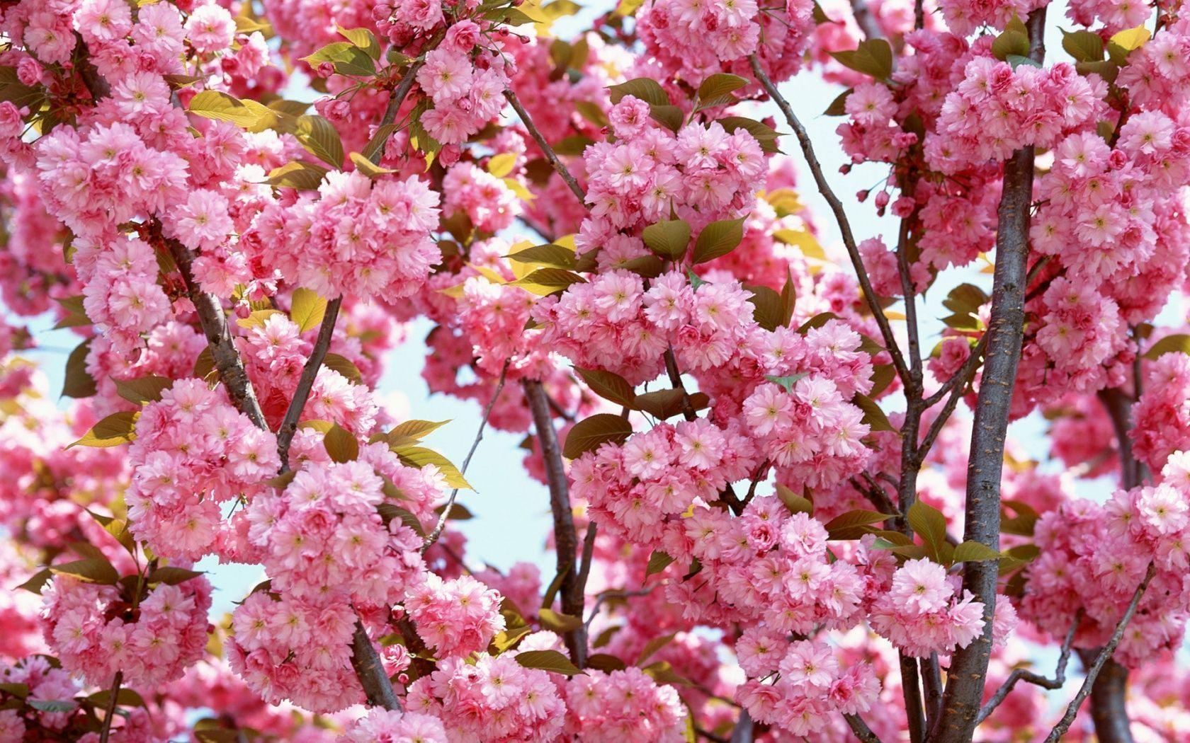 Pink Flowers Bloom Wallpaper