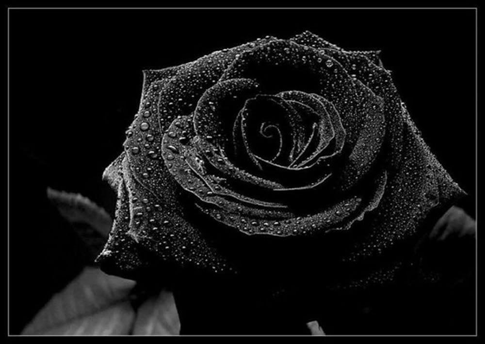 Black Rose Background 1 HQ Image Background And Wallpaper Home