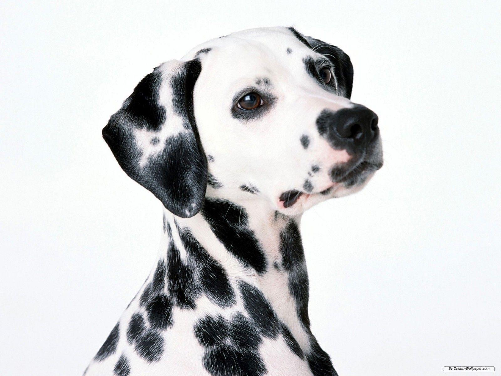 Dalmatian. petsbunch