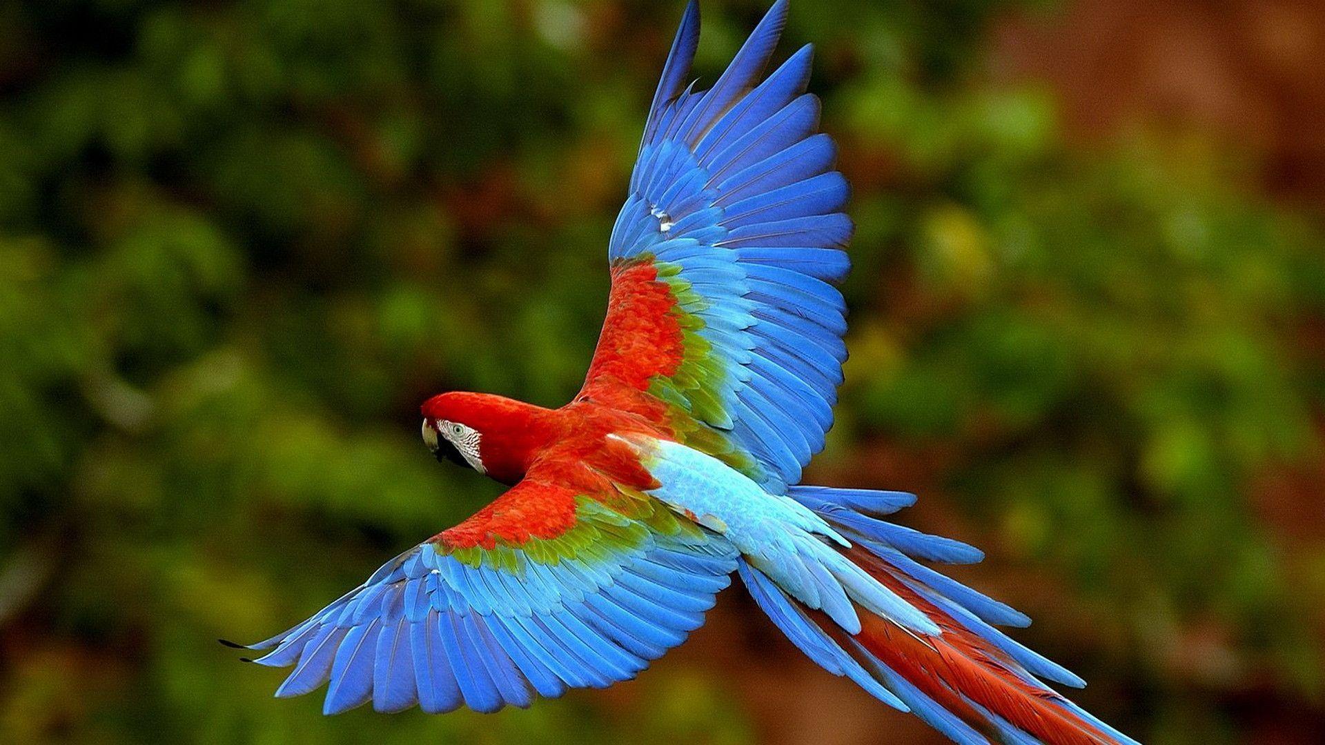 image Cool Background Parrot Bird, Wallpaper, HD Wallpaper