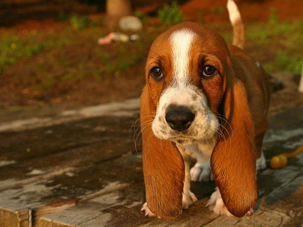 Basset hound puppy wallpaper