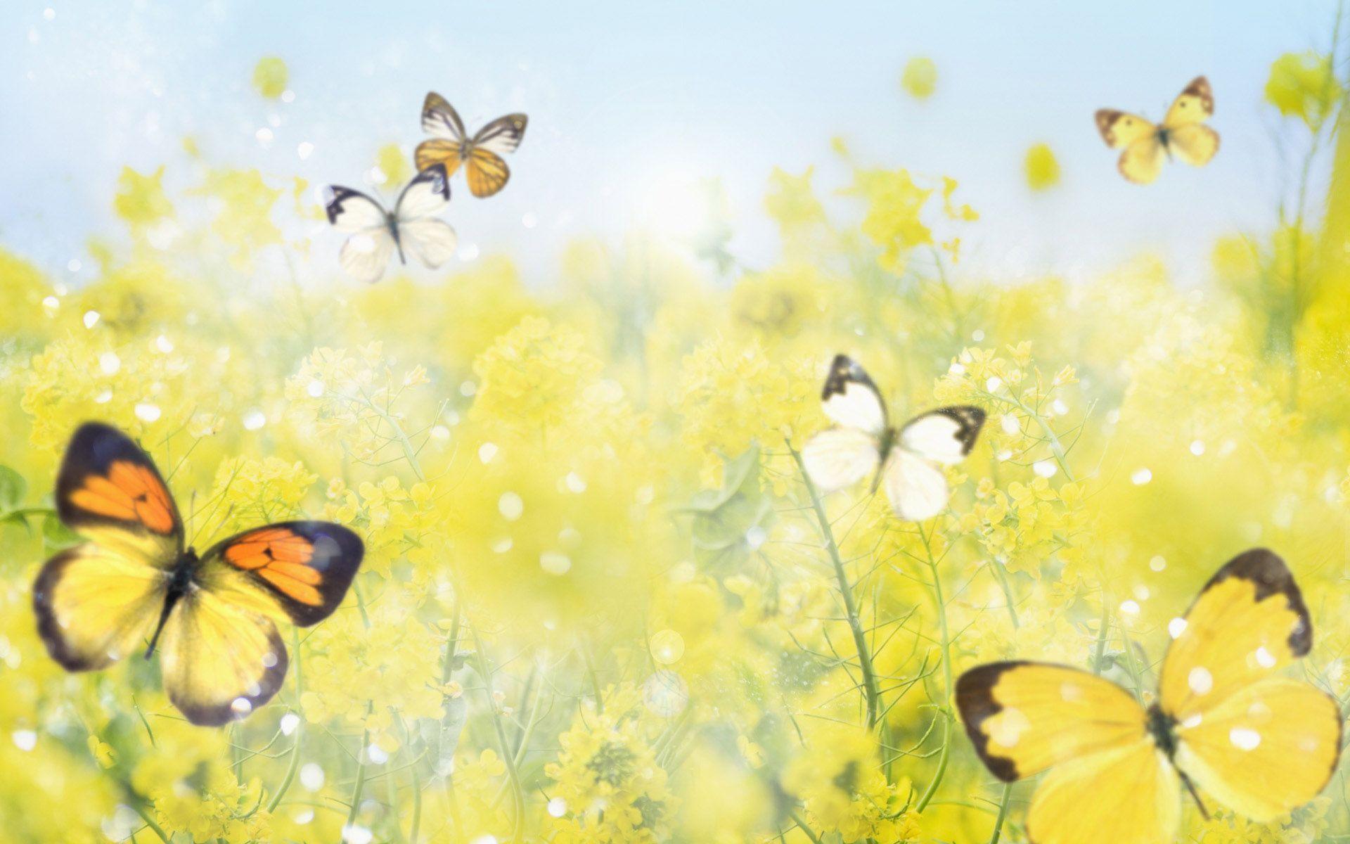 Yellow butterflies wallpaper