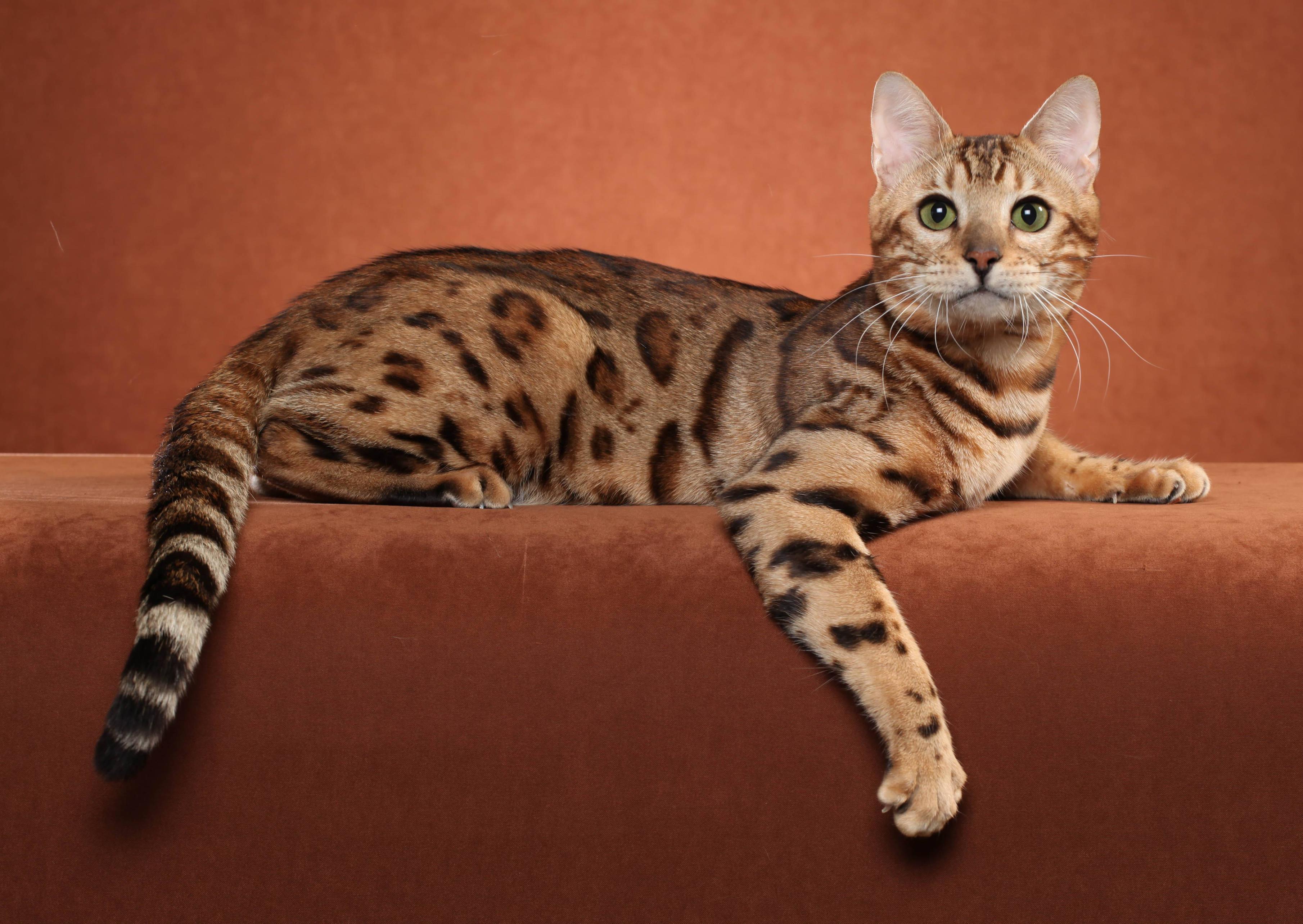 Bengal cat posing on a brown background wallpaper and image