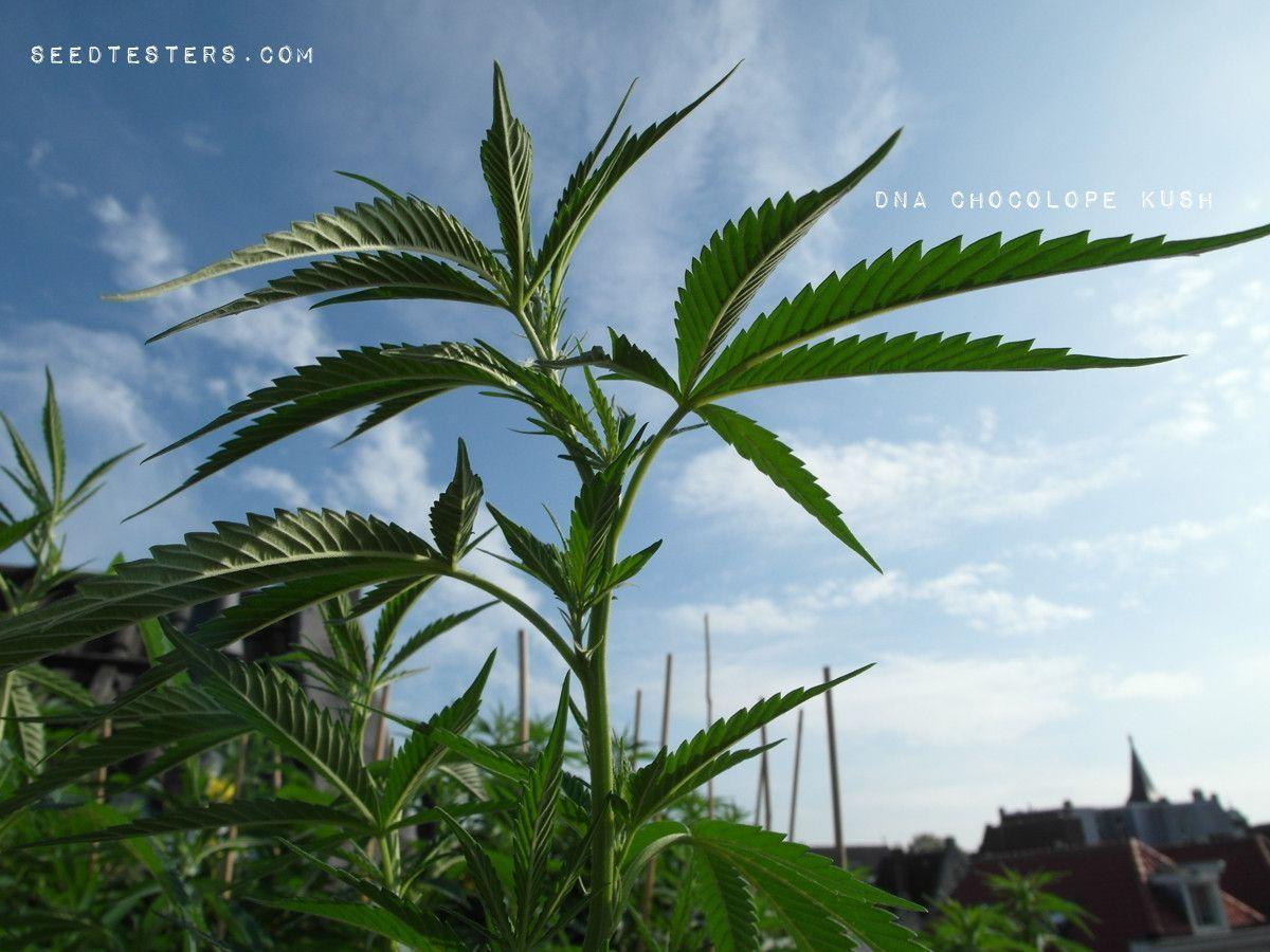 DNA Genetics Chocolope Kush Wallpaper
