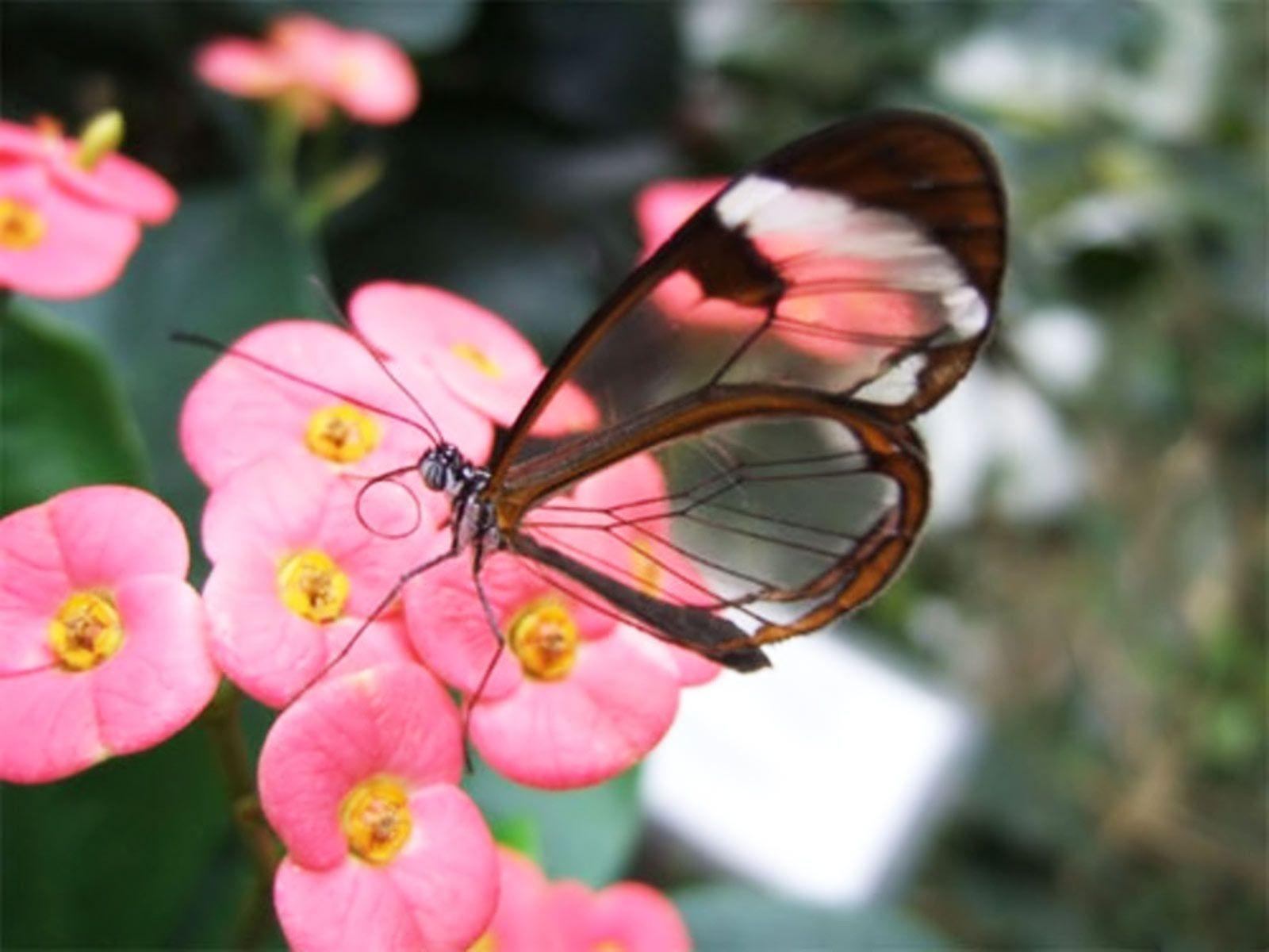 Desktop Background // Animal Life // Butterfly. Insects