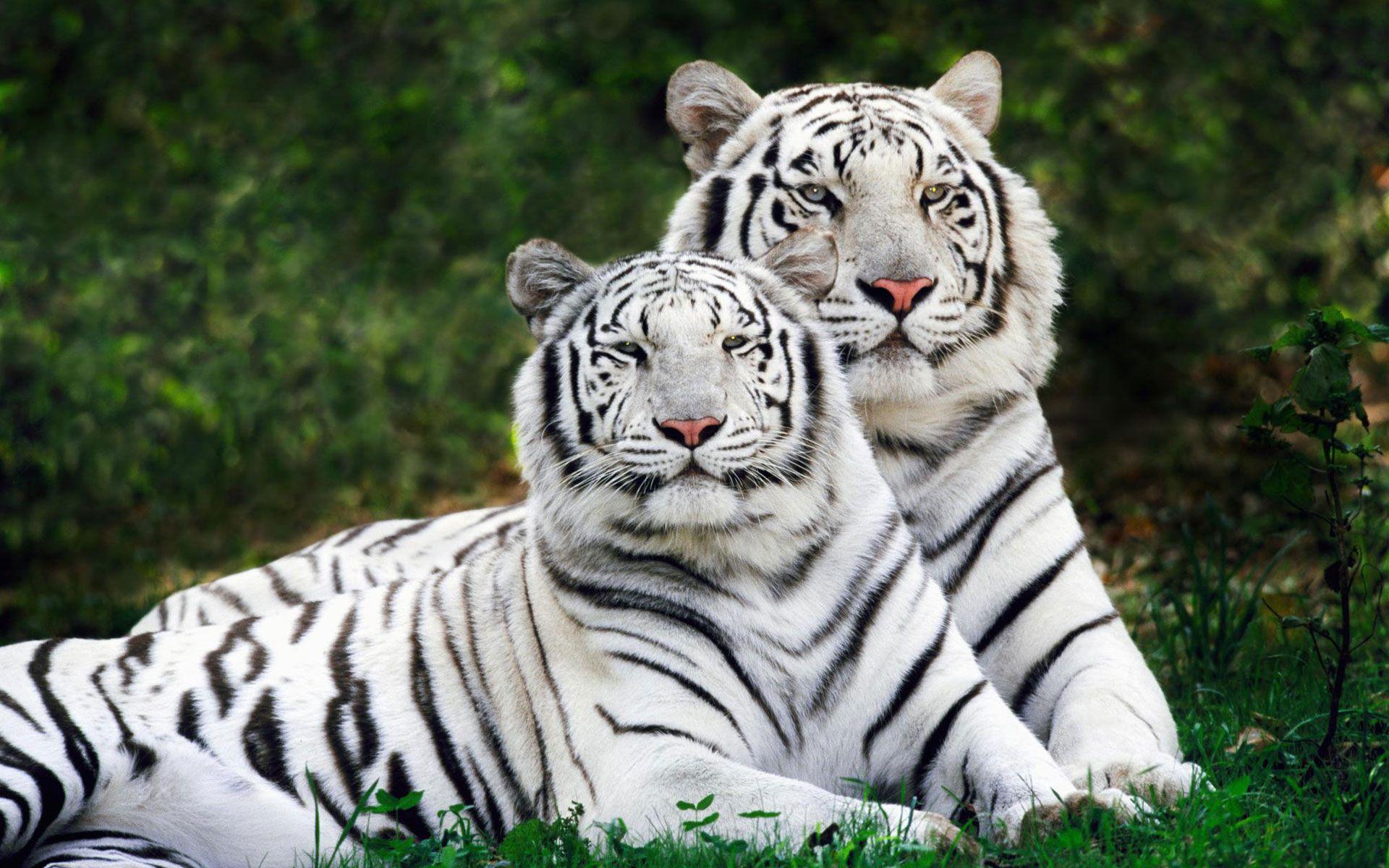 White Bengal Tigers Widescreen Wallpaper