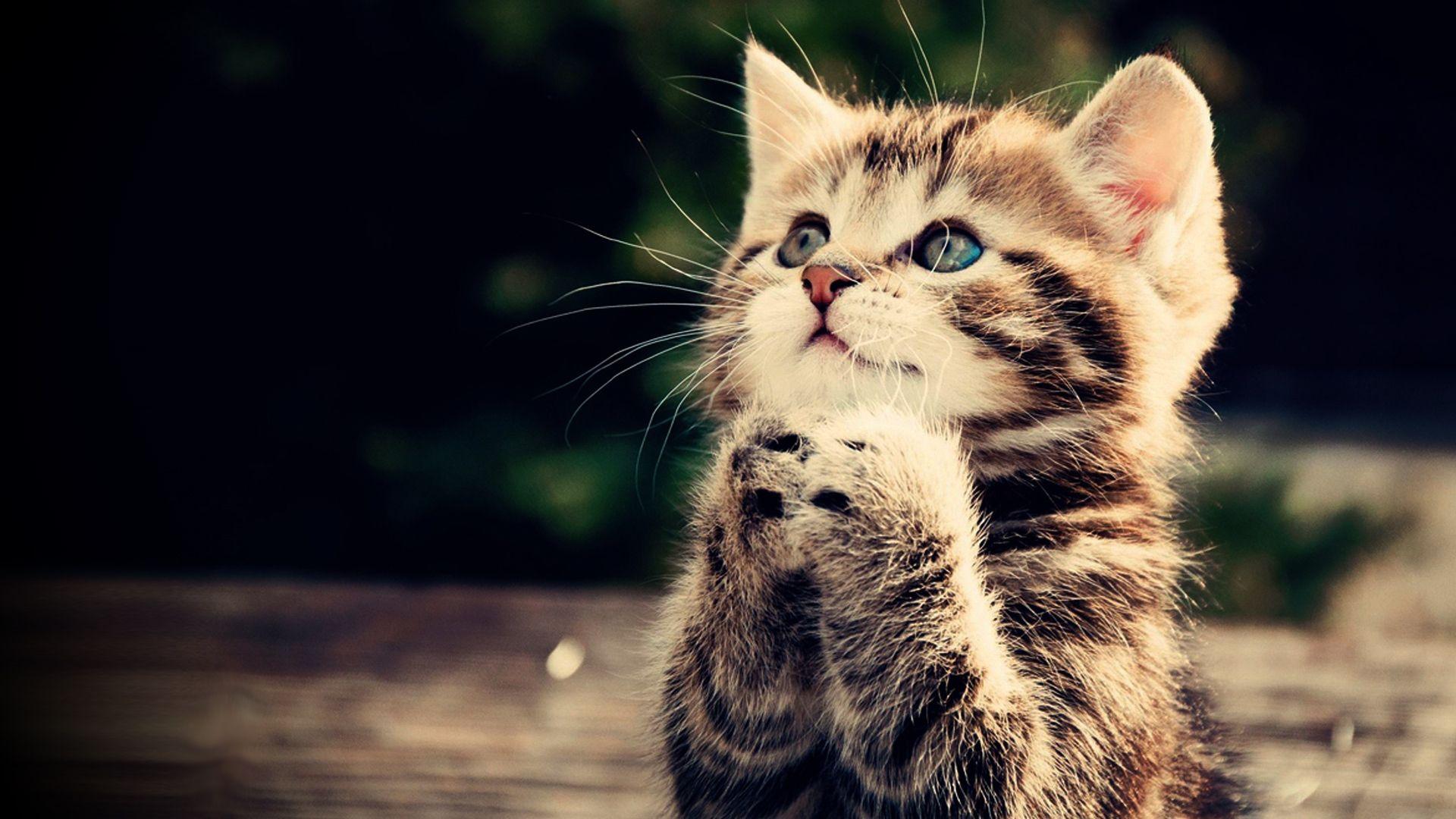 Praying kitten Full HD wallpaper, cute animal picture, 1080p