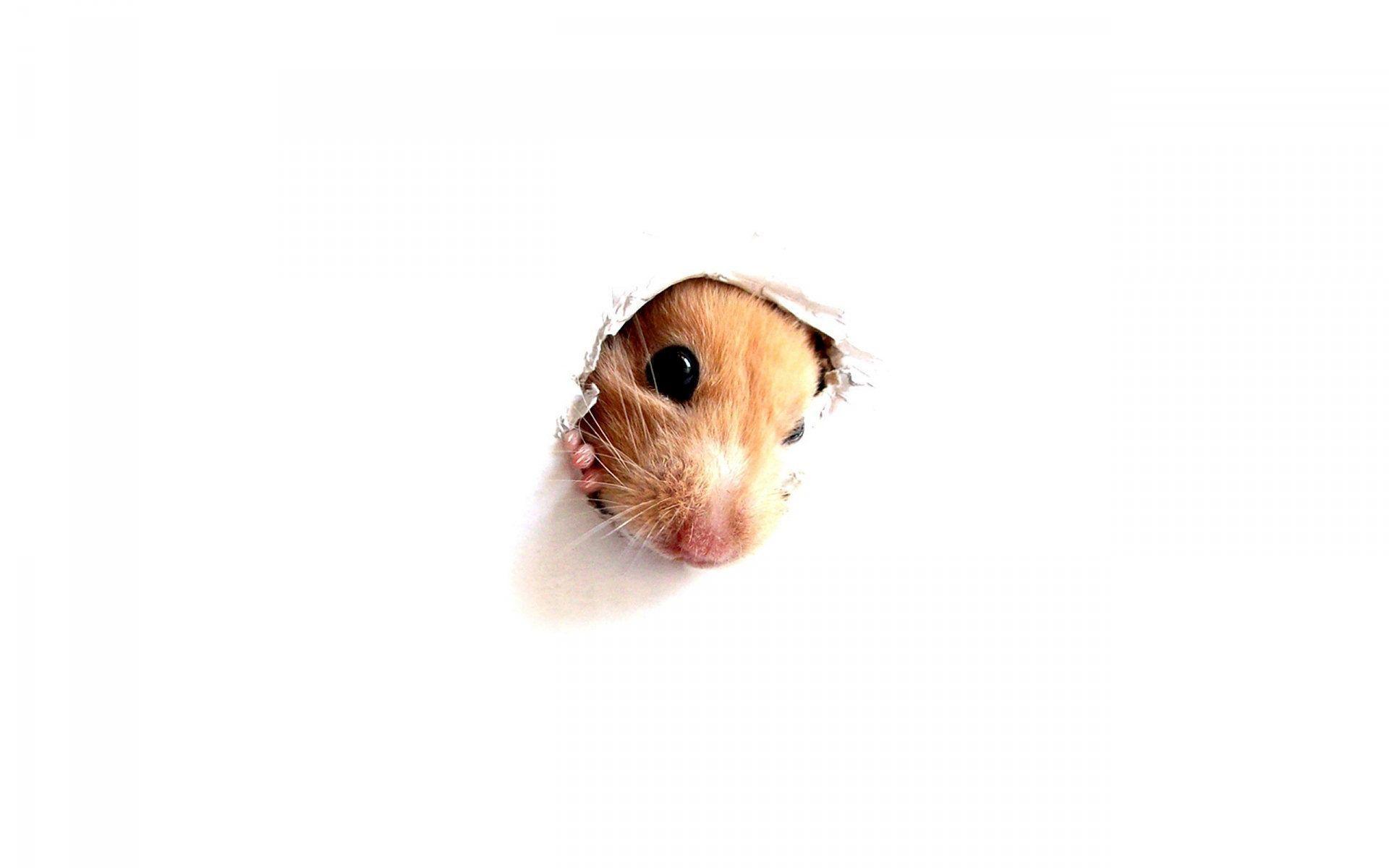 Hamster Wallpaper