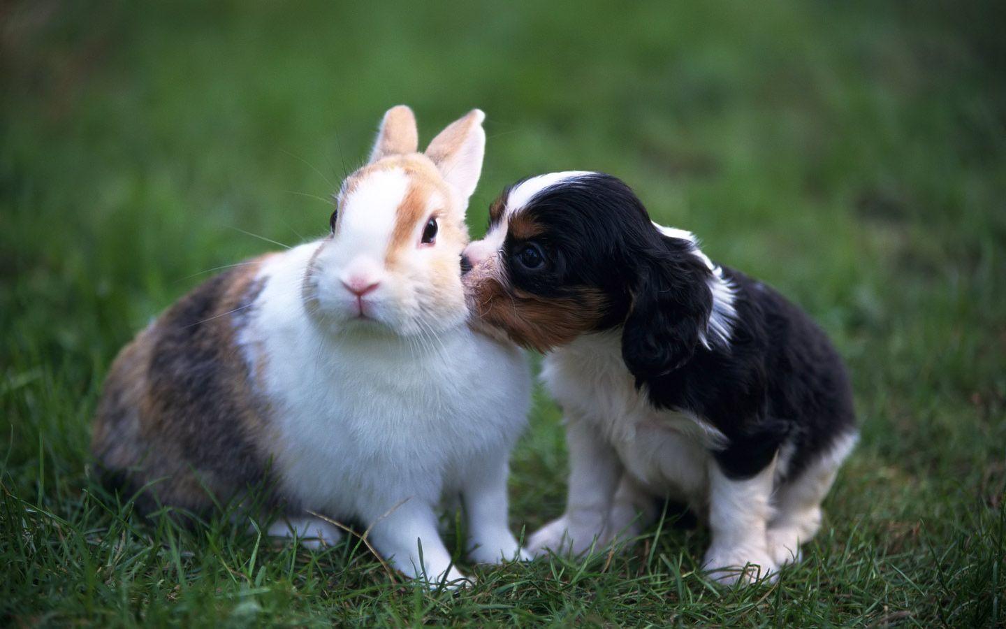 Desktop Wallpaper · Gallery · Animals · Puppy and Rabbit Pets
