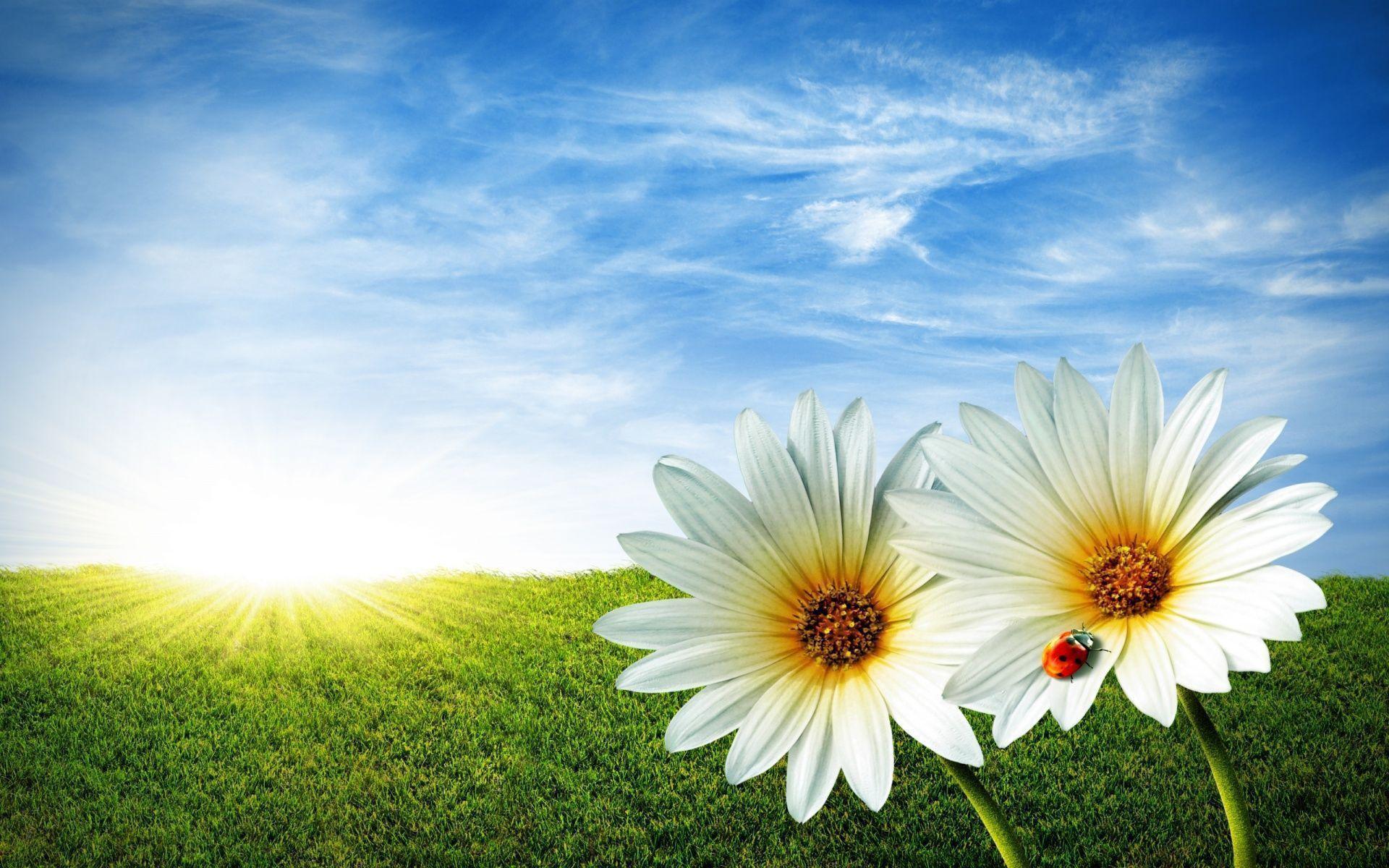 HD Flowers wallpaper Wallpaper Inn