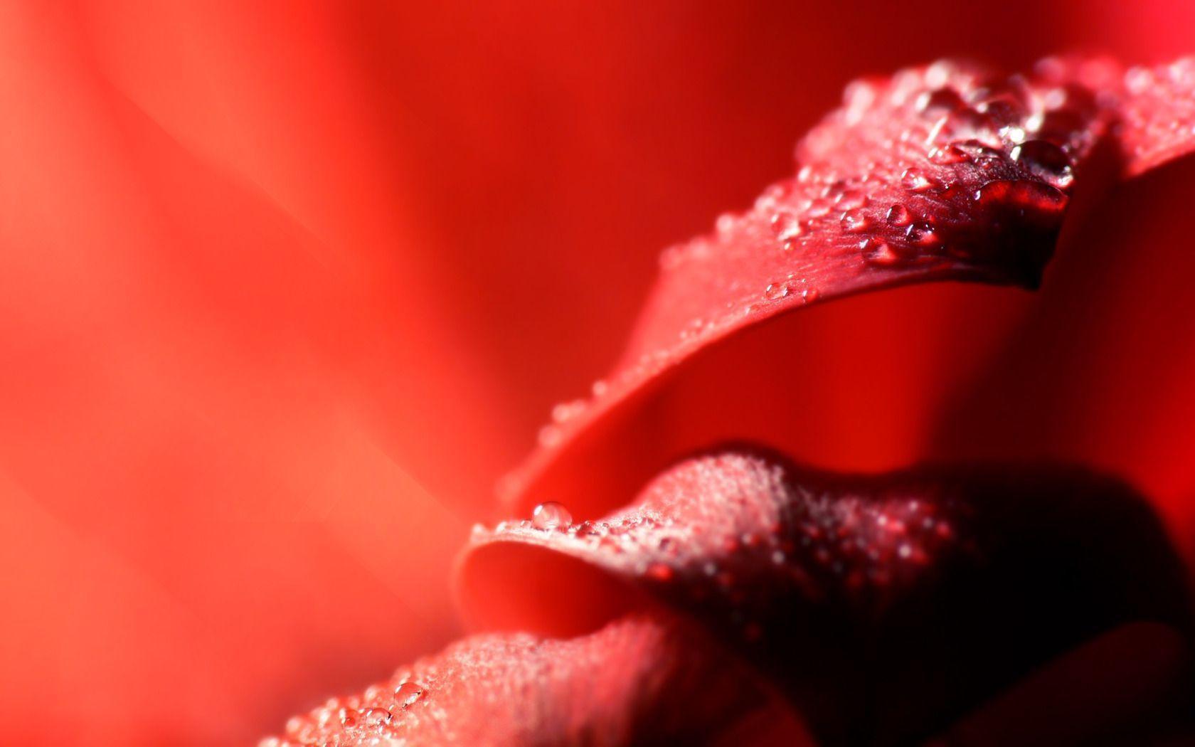 Passion Red, Wet Petals widescreen wallpaper. Wide