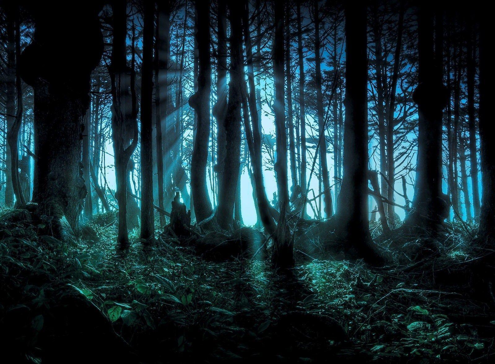 Free Download mysterious forest background 1600 x 1175 id 292424