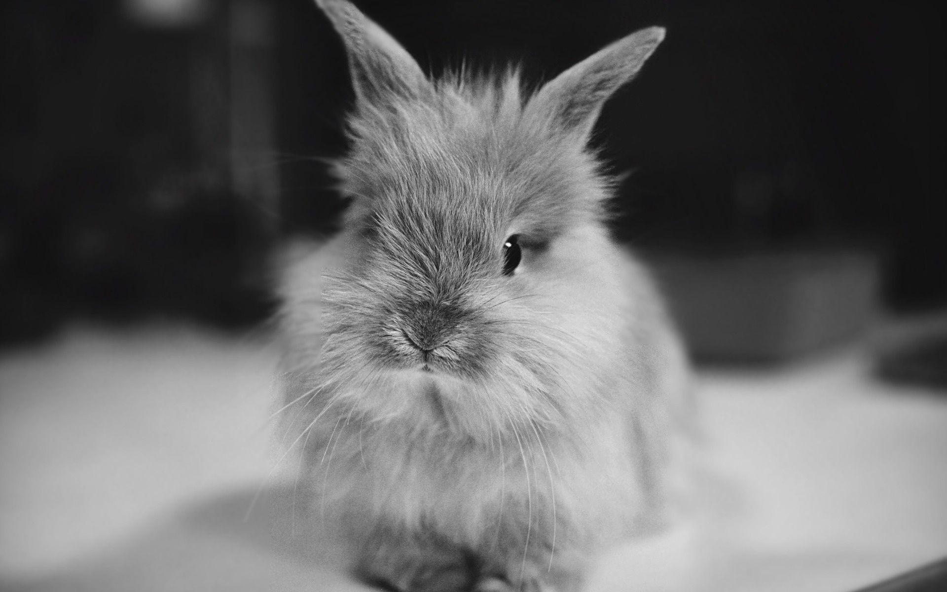 Cute Bunny Background HD Wallpaper Desktop. Best Quality HD