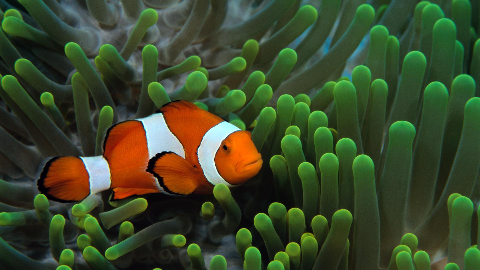 Hd Clown Fish In Sea Background Widescreen and HD background Wallpaper