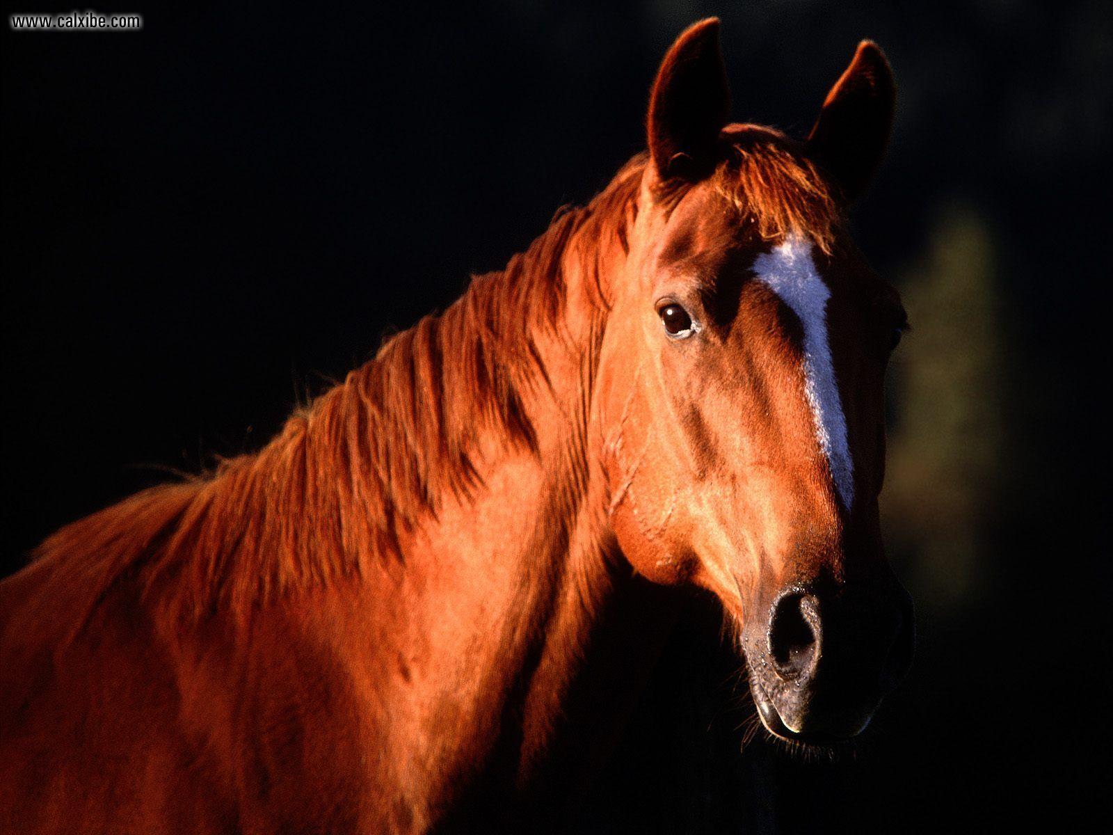Animals Zoo Park: Horse Wallpaper, Photo, Picture