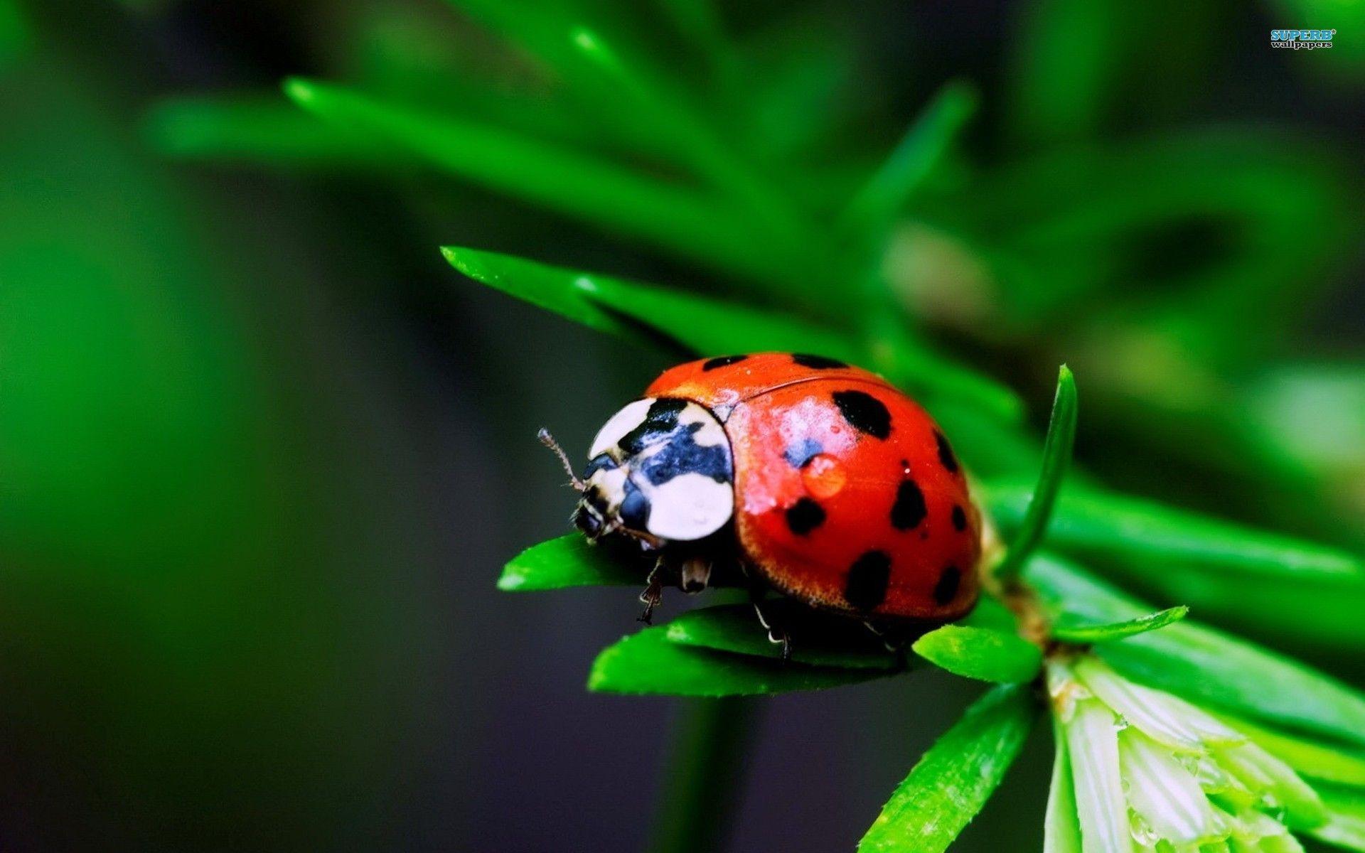 Ladybug wallpaper