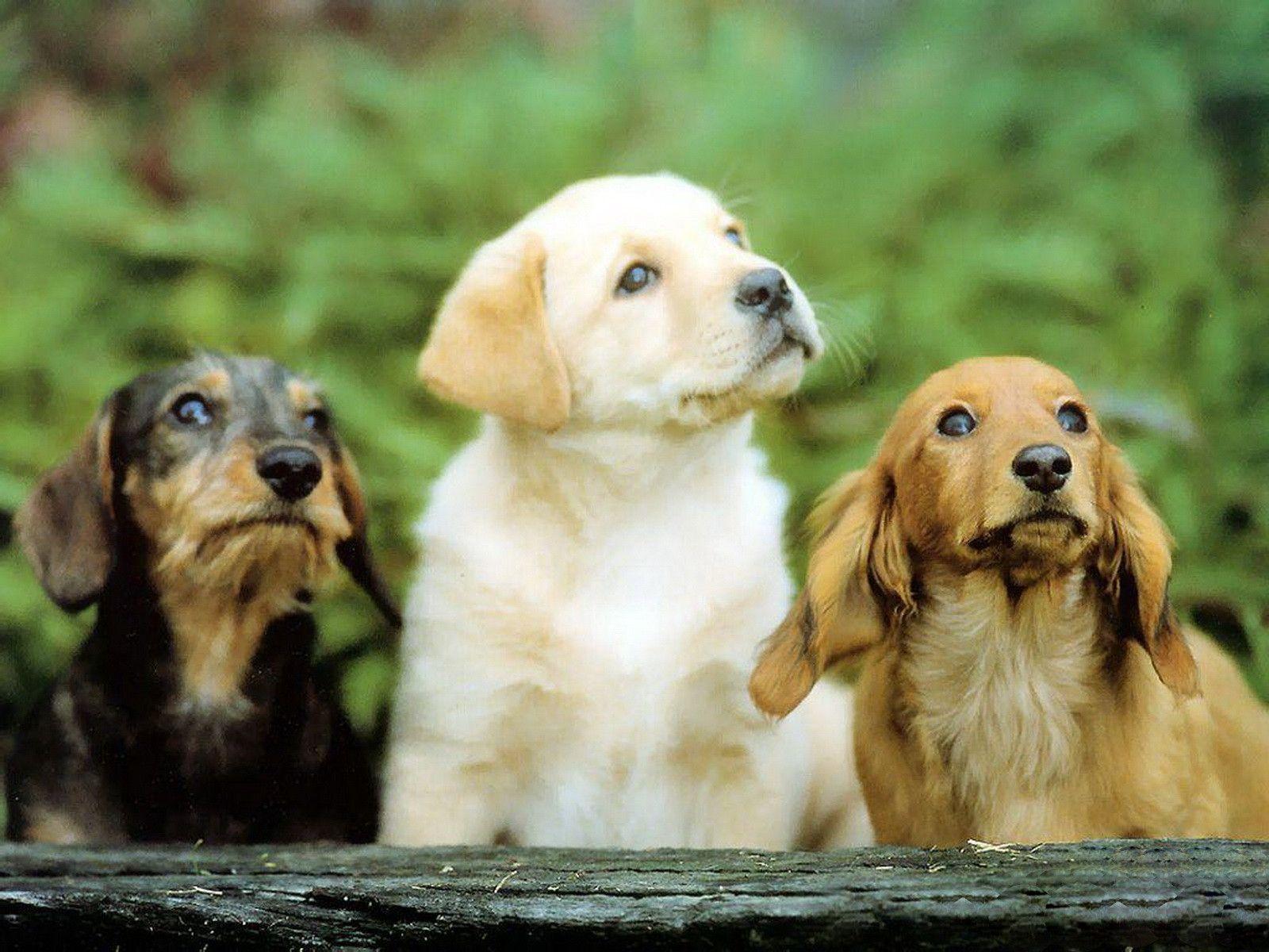 cute baby dog wallpapers