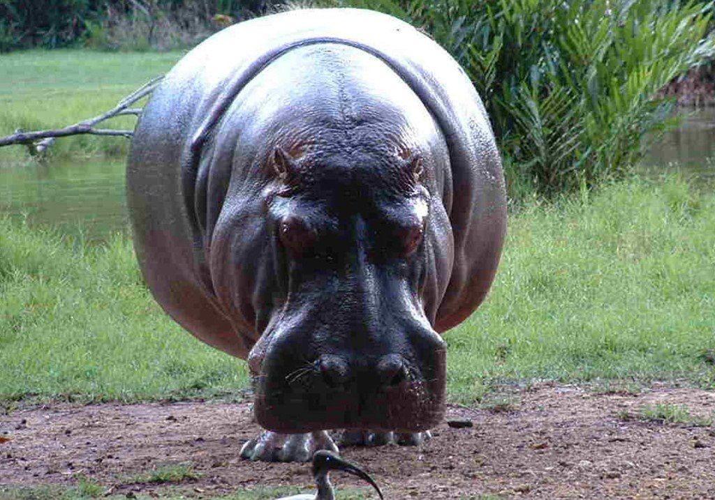 Hippopotamus Picture « Animal Spot