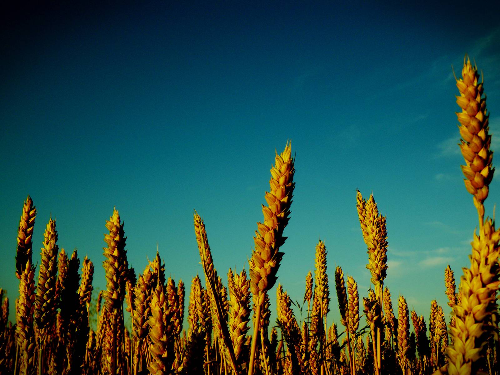 Glamour fondos de pantalla. Glamour fotos gratis