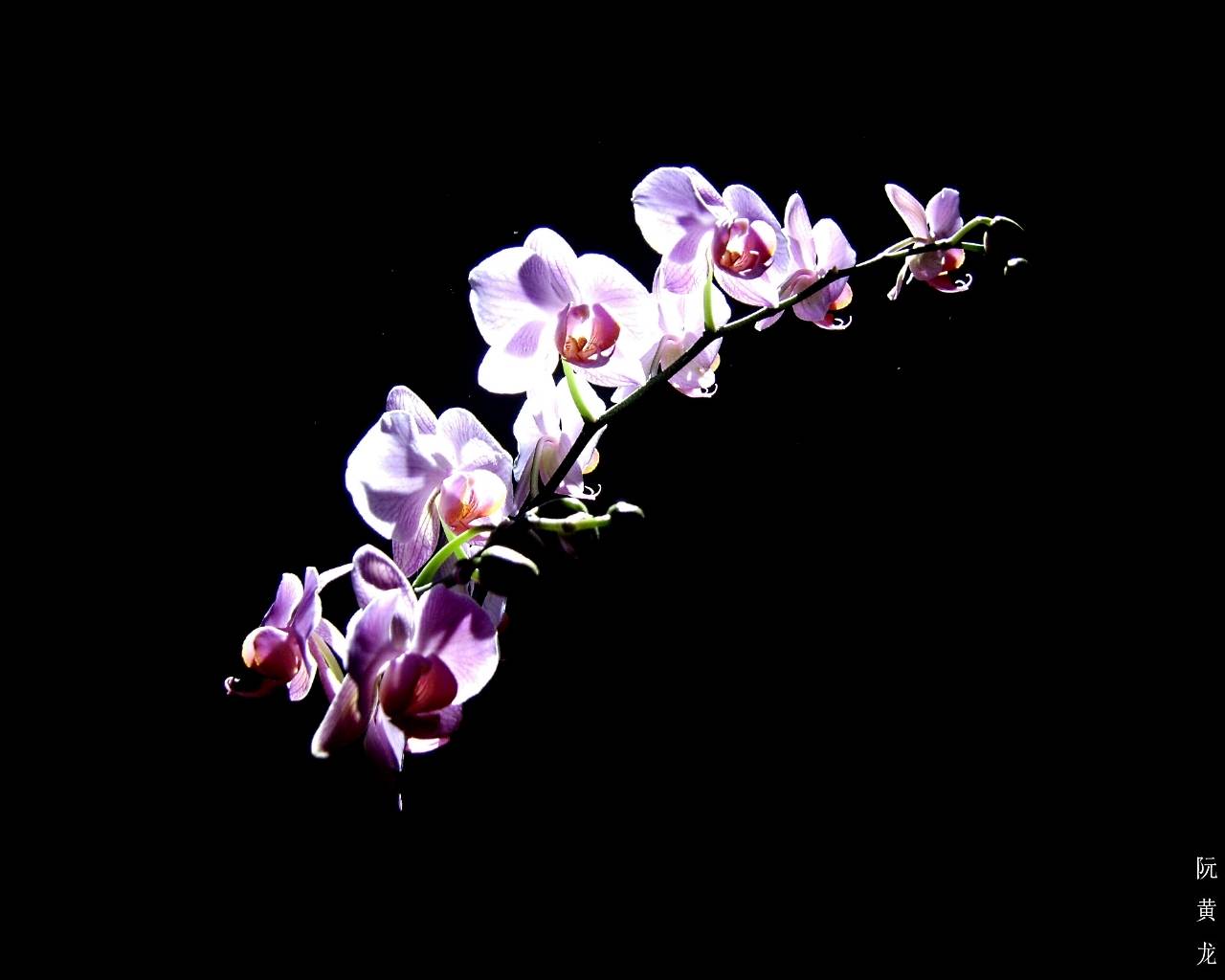 Nice Purple Orchid Flower Wallpaper Beautiful Nature HD Wallpaper