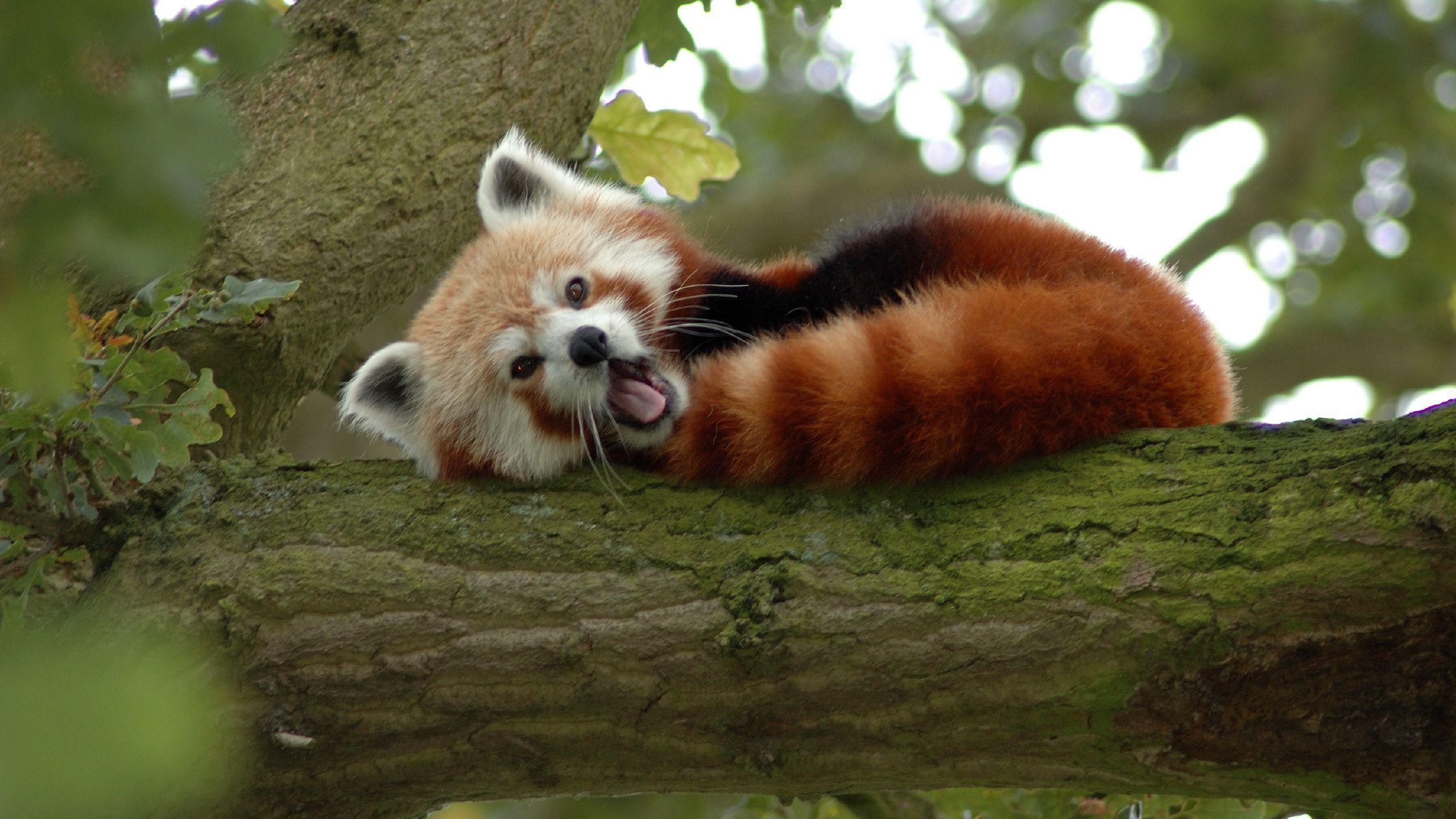 Red Panda Backgrounds Wallpaper Cave