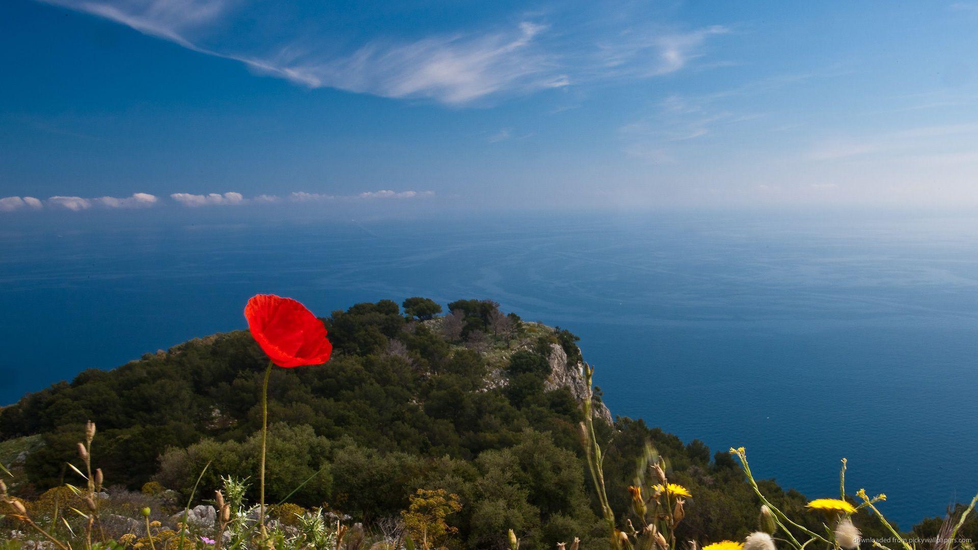 Lone Red Poppy On The Top Of The World Wallpaper For Blackberry Storm