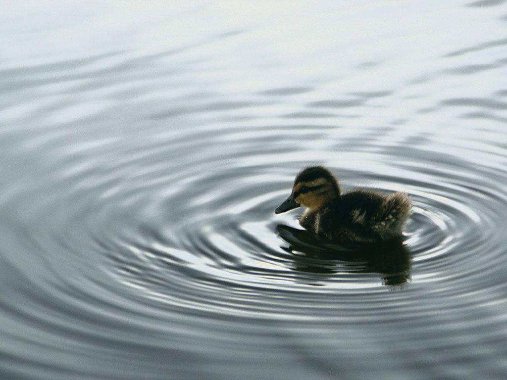 Adorable Duckling 4961 1024x768 px