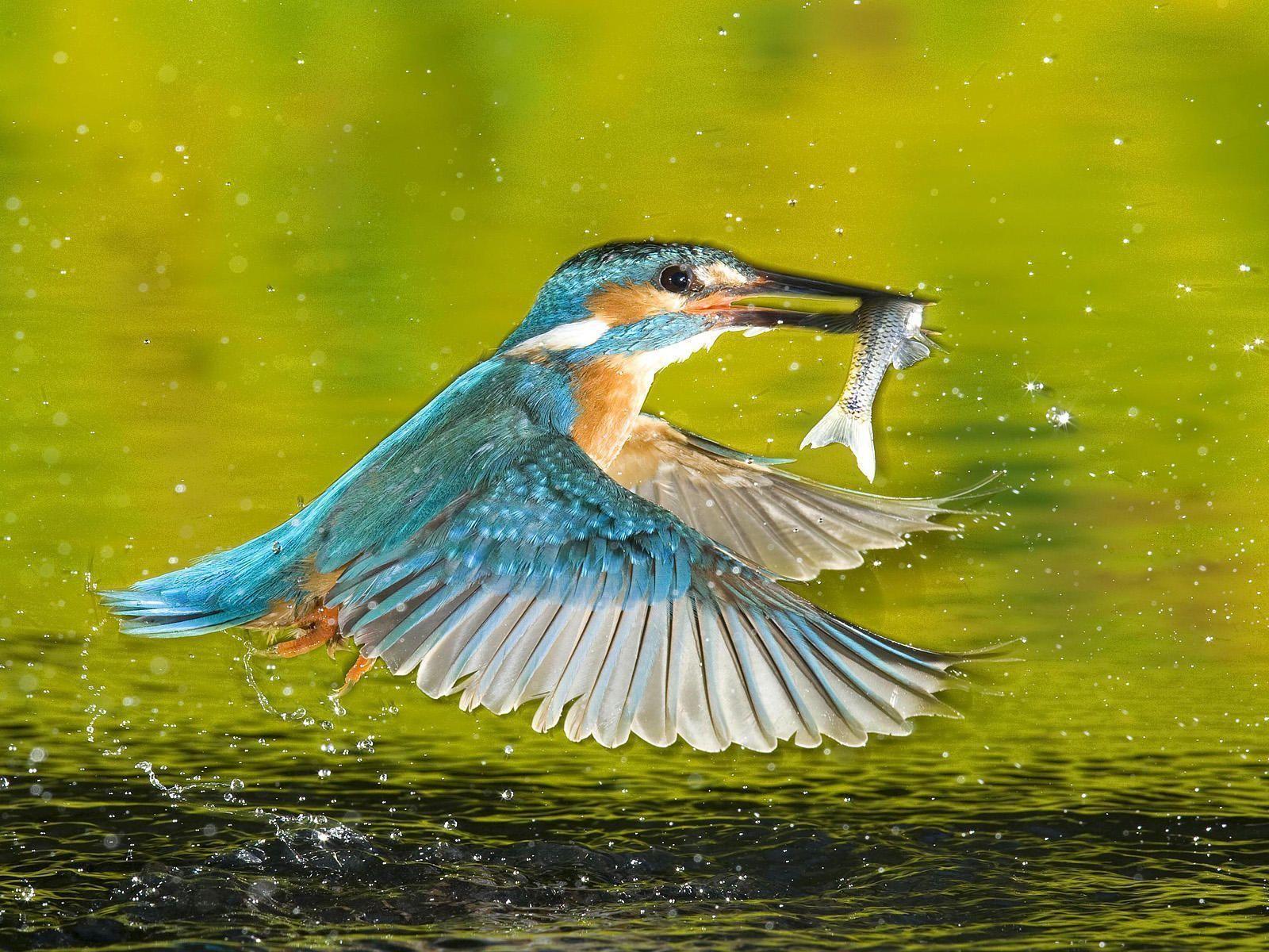 Animals For > Beautiful Kingfisher Bird