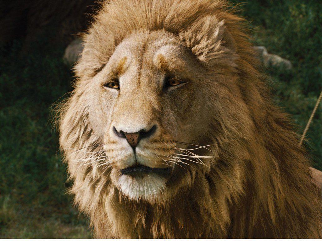 Premium AI Image | amazing photo of jupiter lion highly detailed cinematic