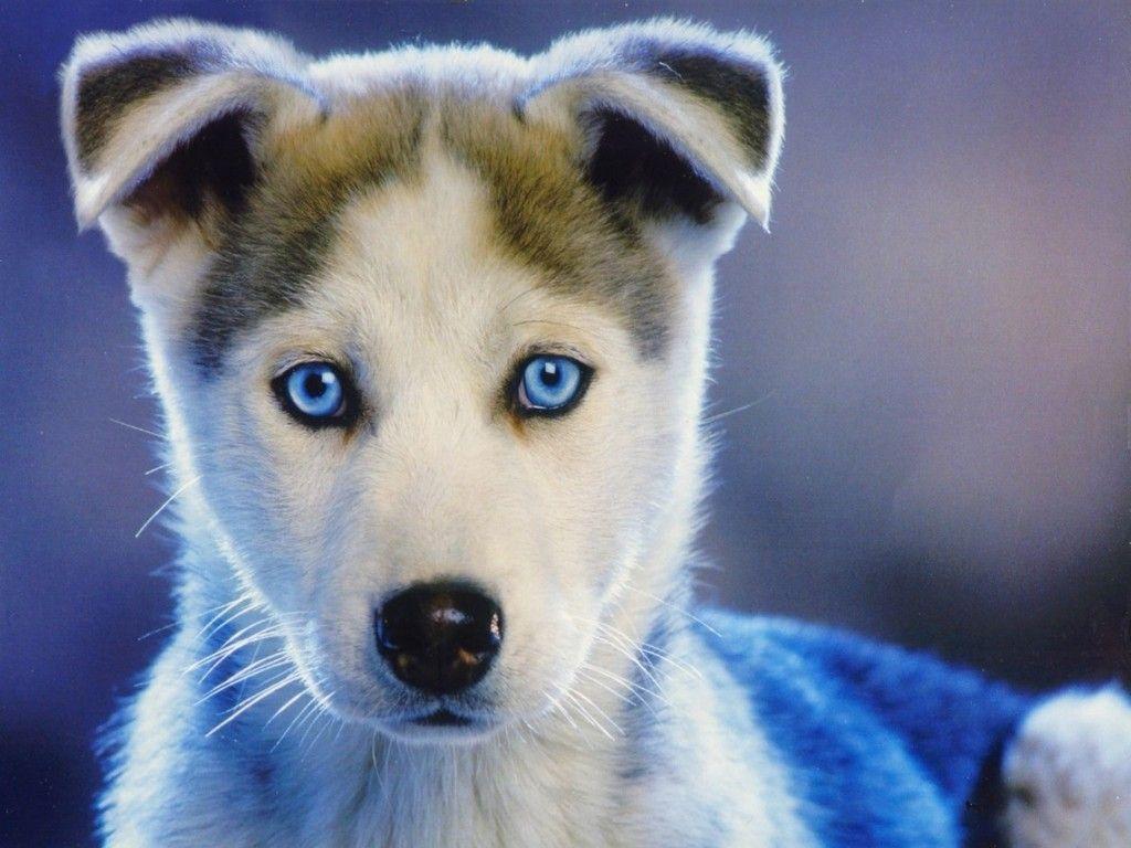 The Siberian Husky Puppy HD Wallpaper Wallpaper in large Resolution