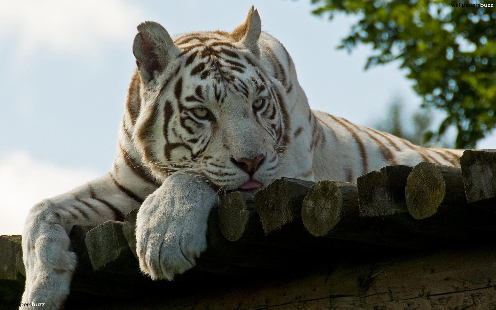 Wallpapers For > White Bengal Tiger Wallpapers