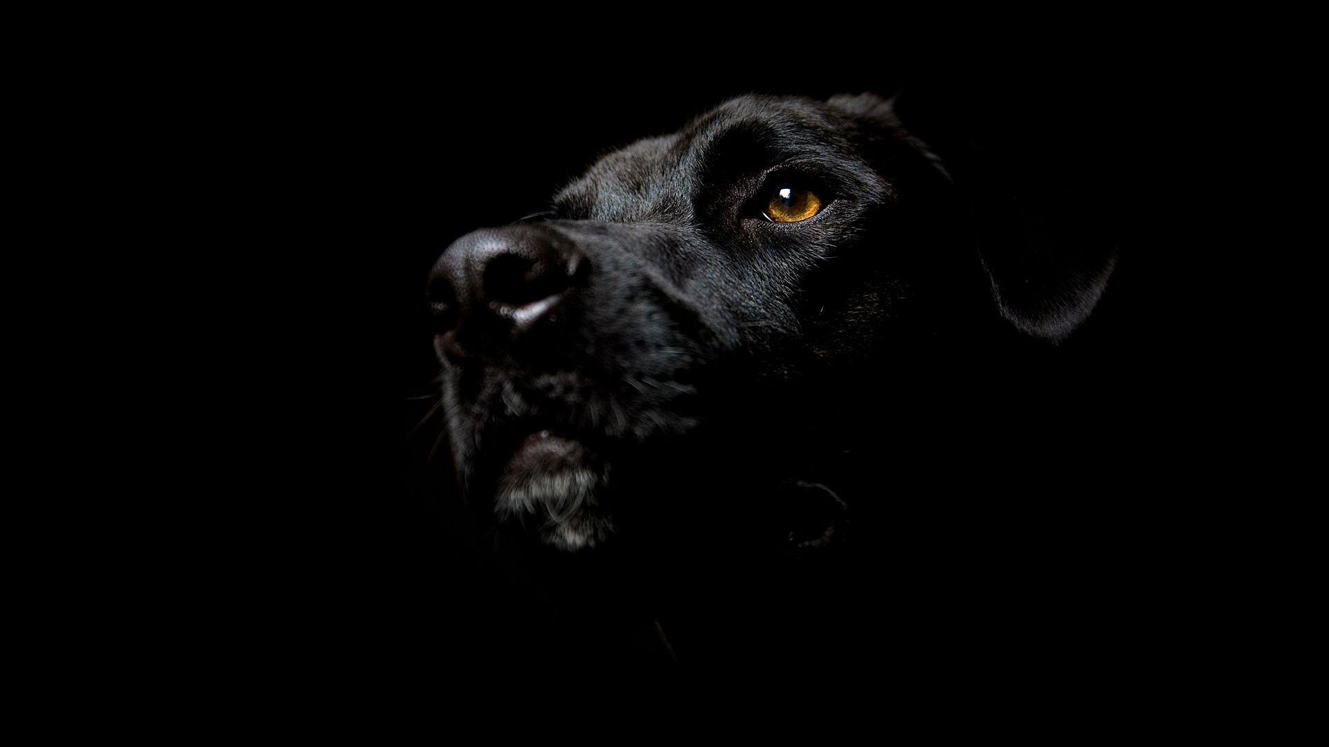 Black Lab Puppy Wallpapers - Wallpaper Cave