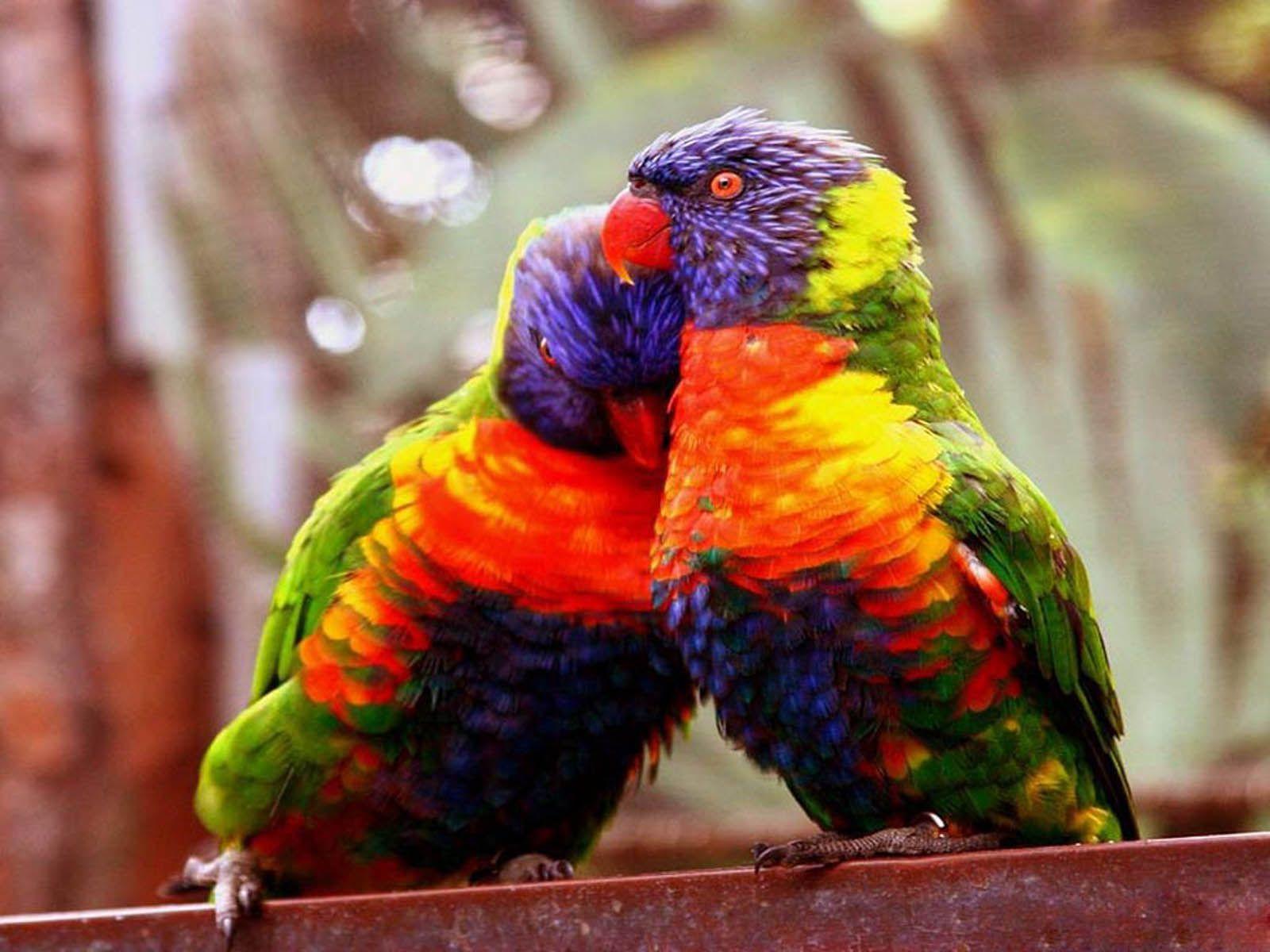 Animals For > Love Bird Wallpaper Free Download
