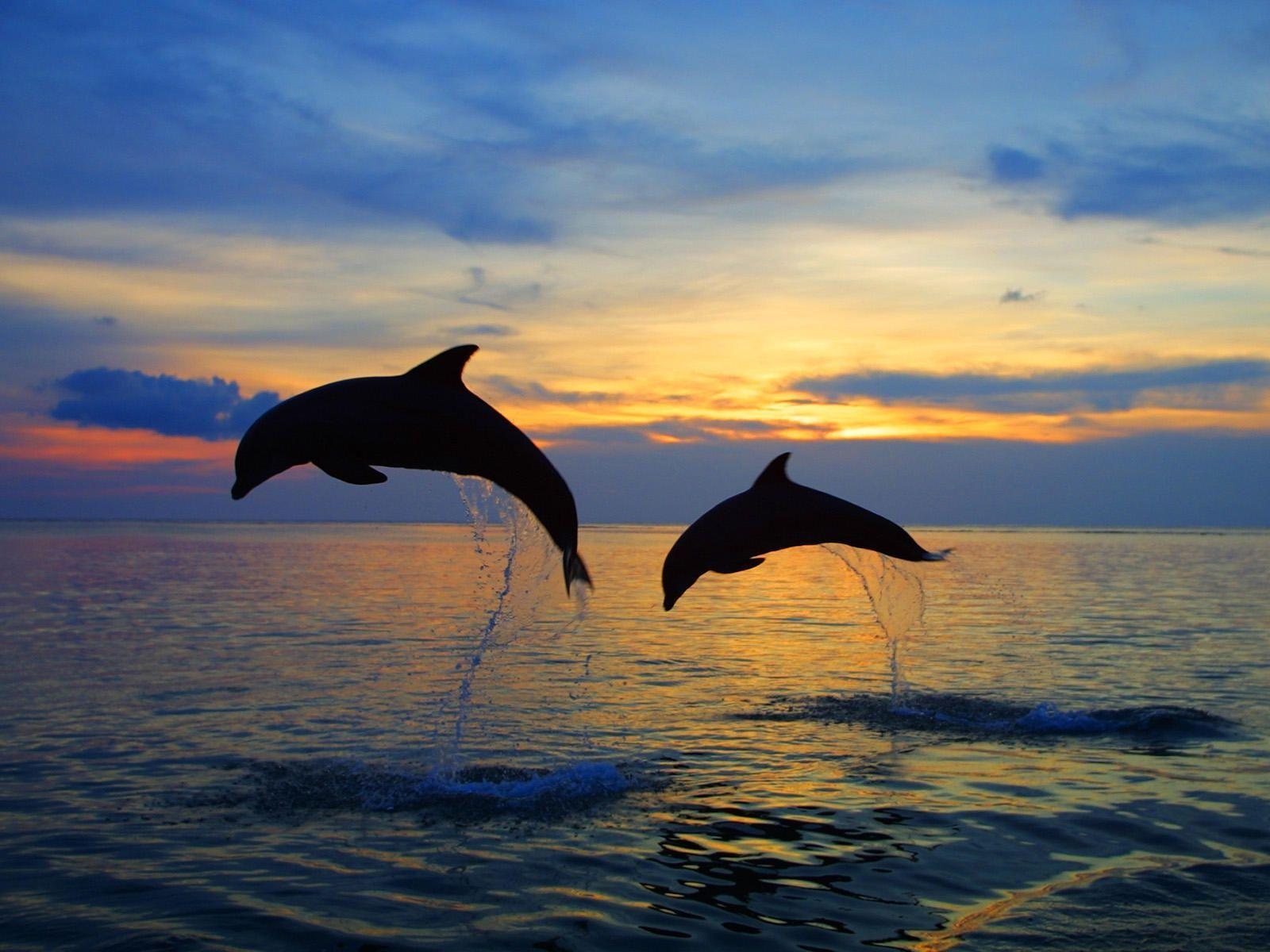 bottlenose dolphins wallpaper Search Engine