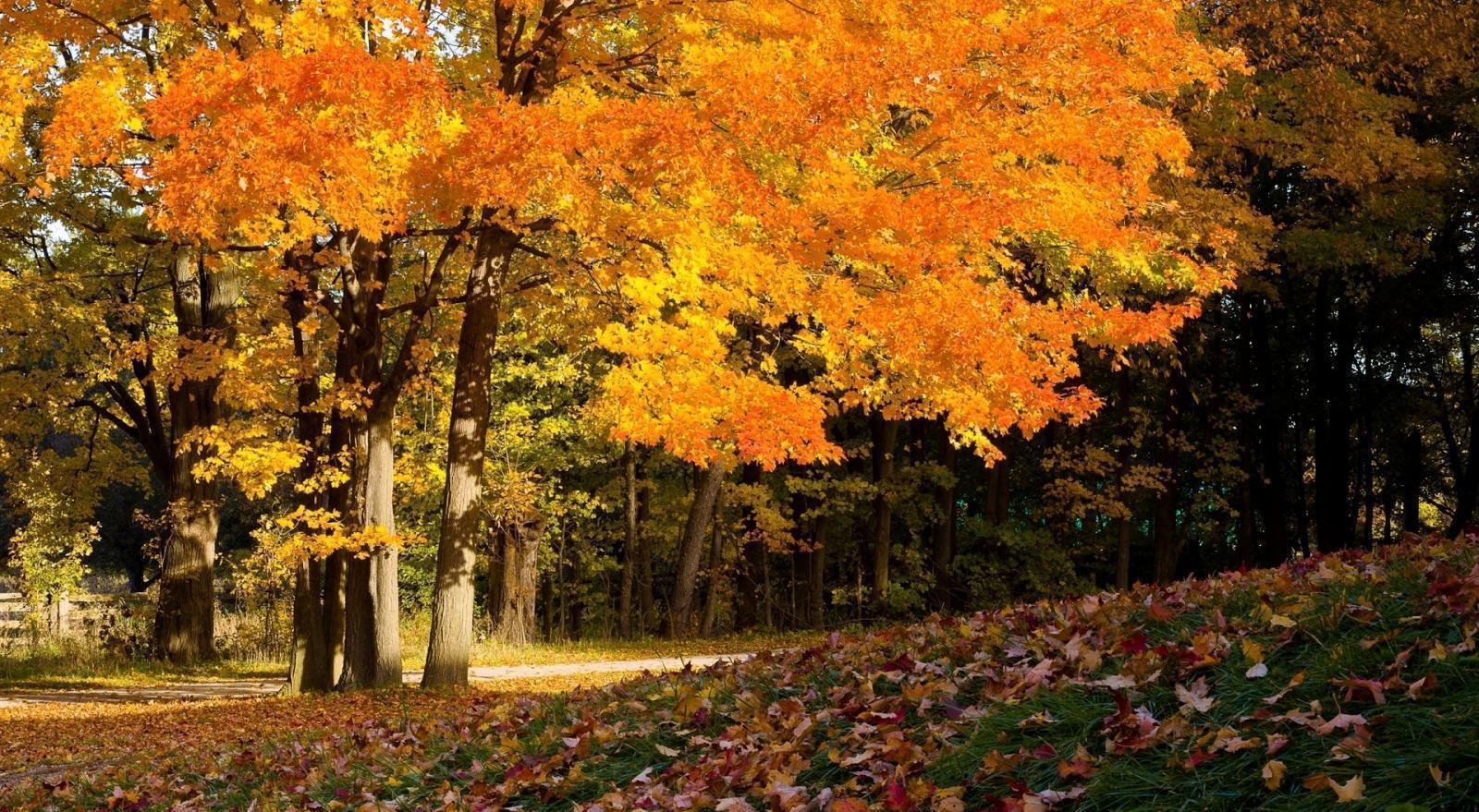 Autumn Beautiful Forest desktop wallpaper
