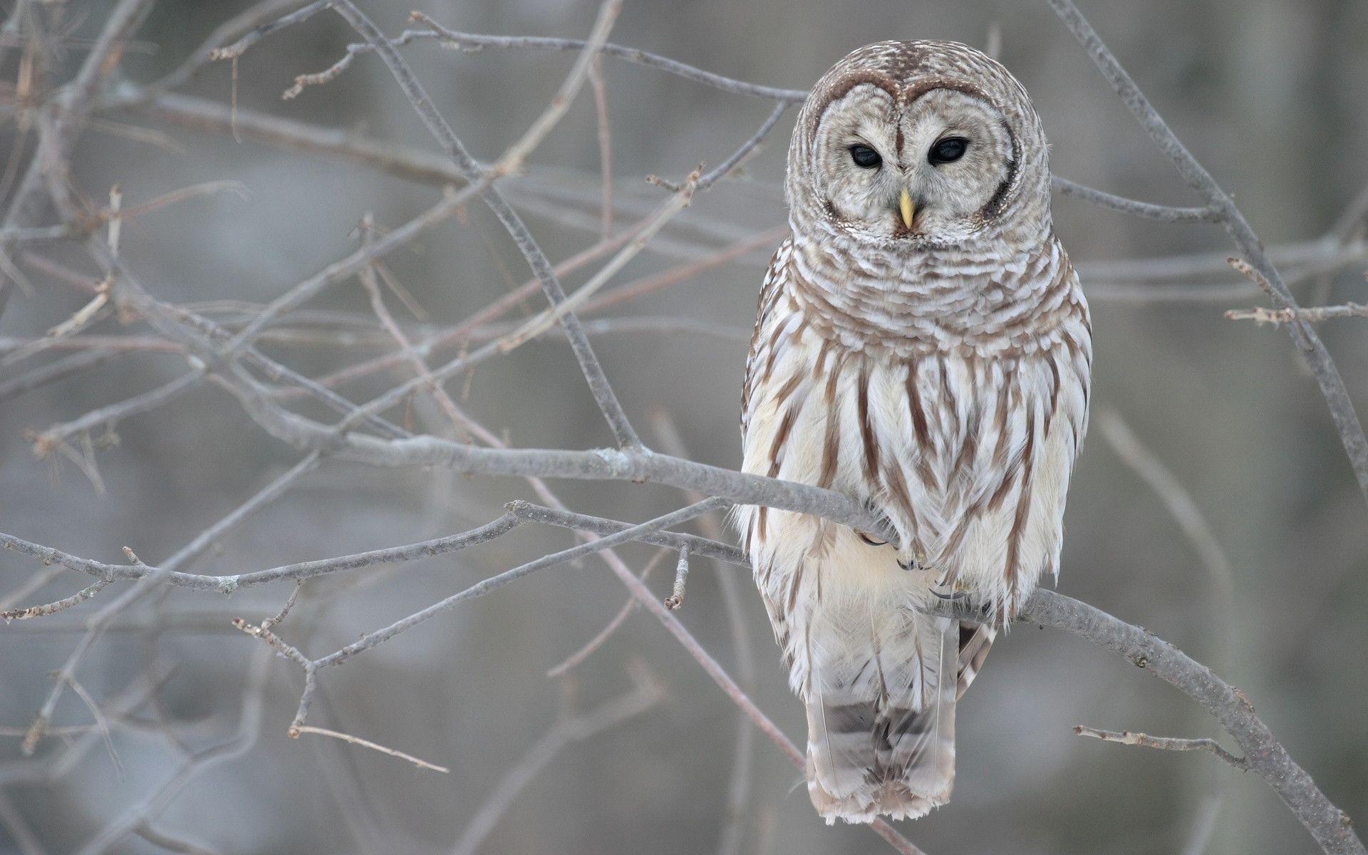 White Owl Tree Wallpaper